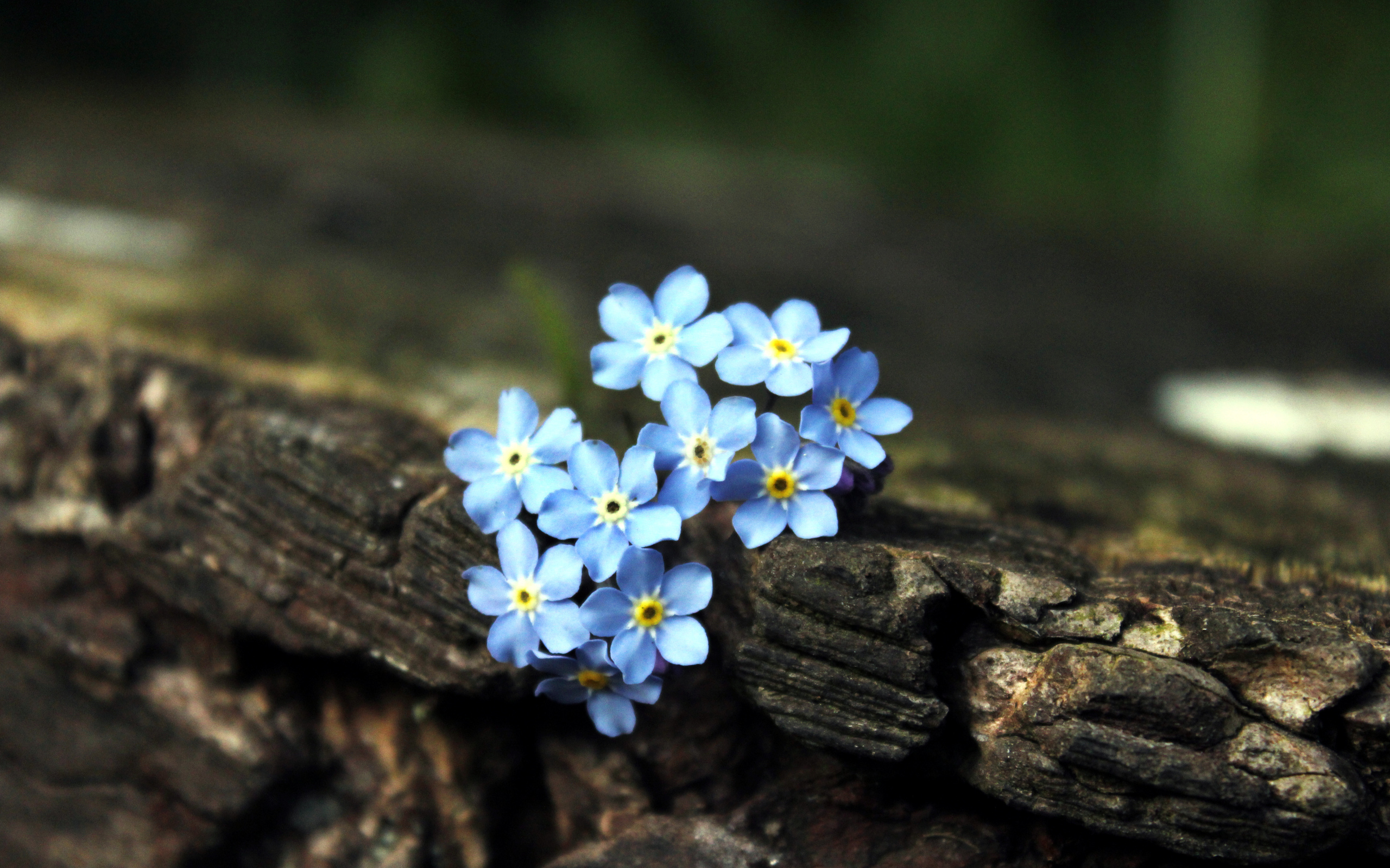 Forget Me Not Flowers Flower