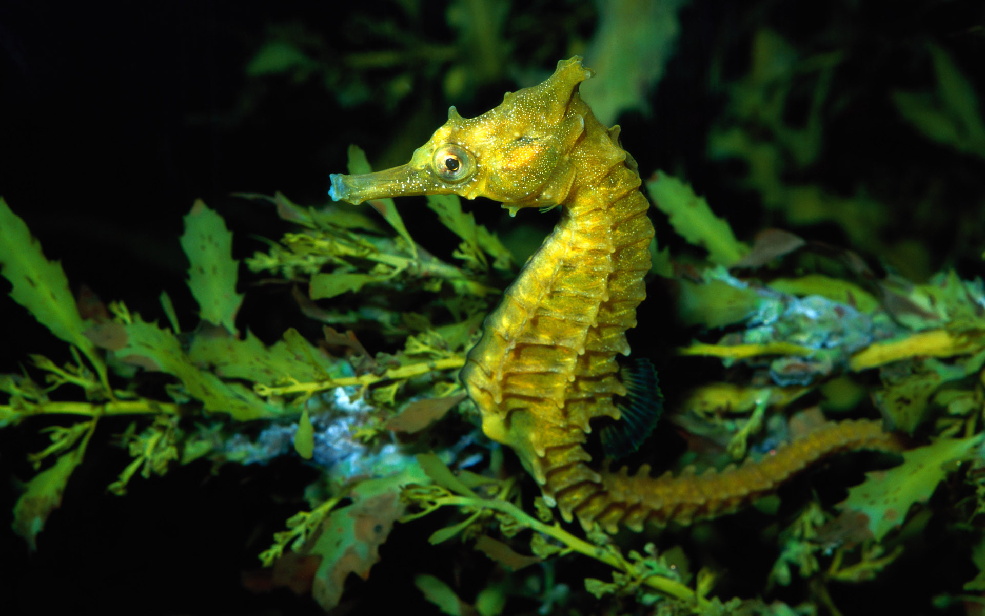 Images & Pictures  Seahorse
