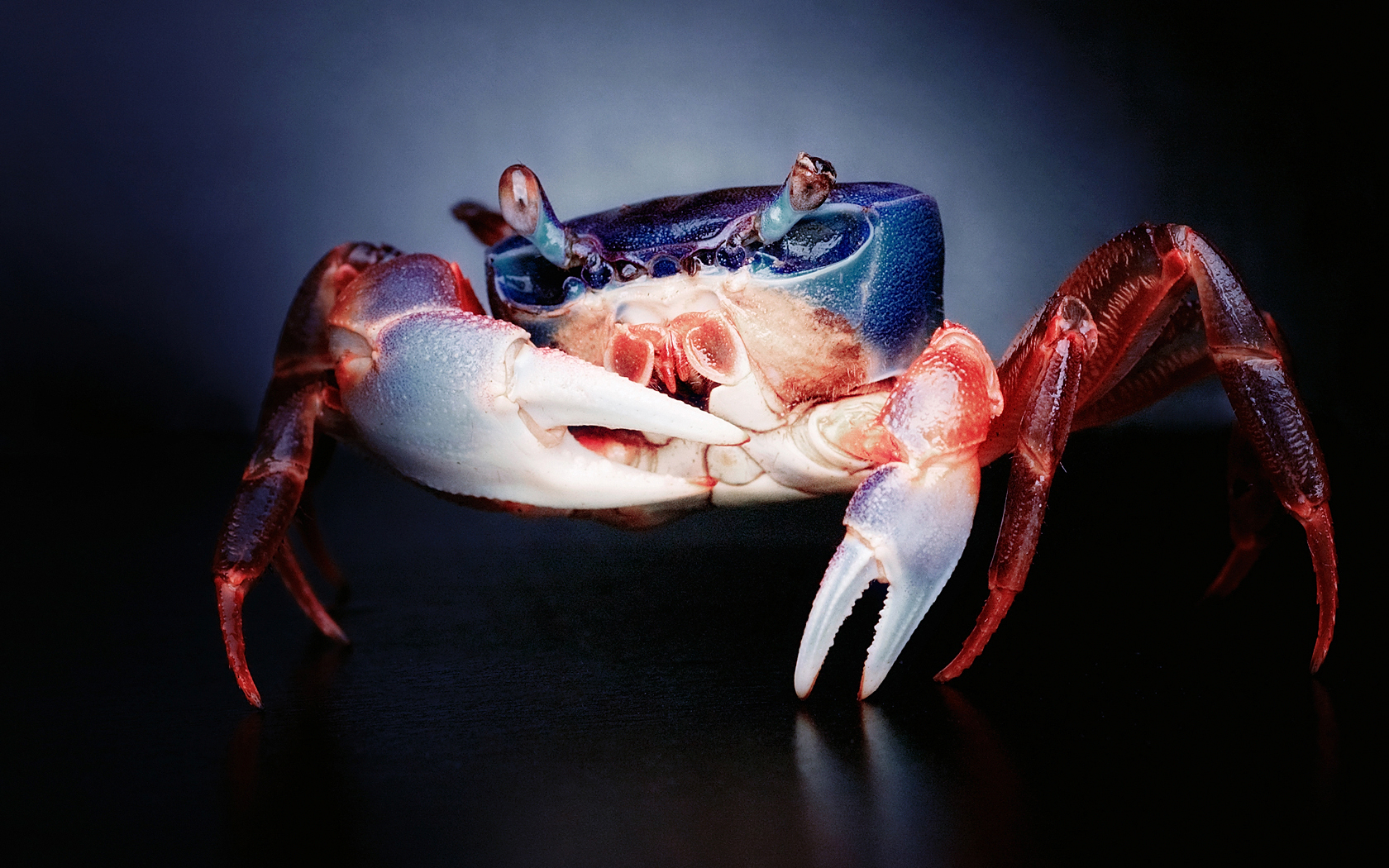 1920x1080 Background animal, crab