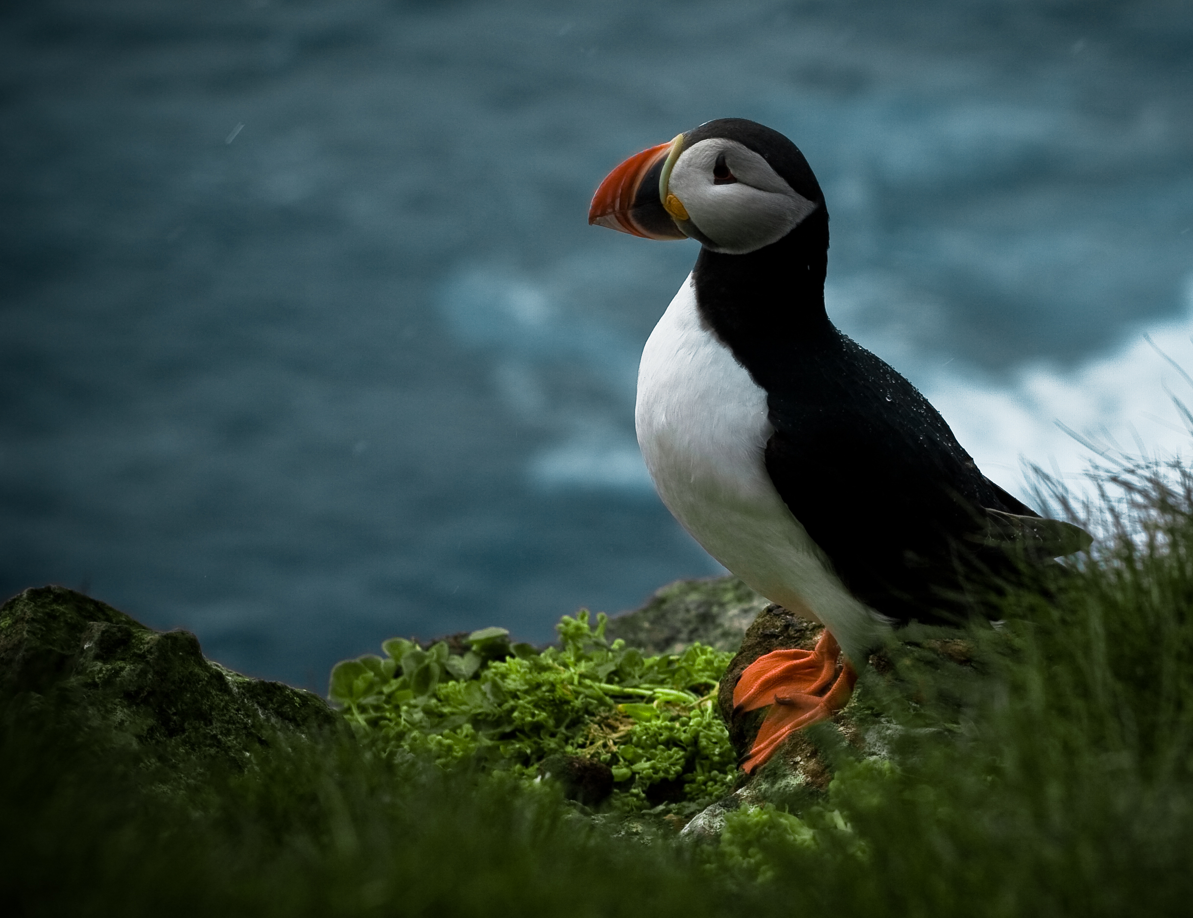 Puffin  1366x768 Wallpapers