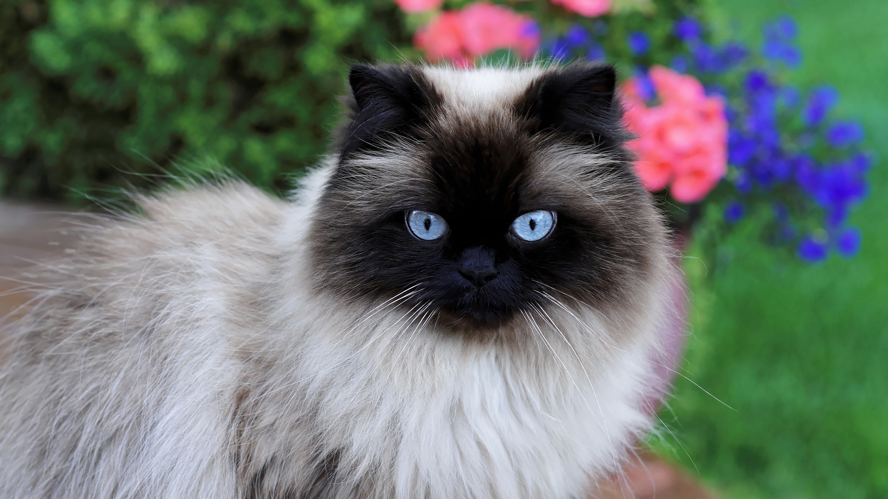 467246 descargar imagen animales, gato, gato siames, gatos: fondos de pantalla y protectores de pantalla gratis