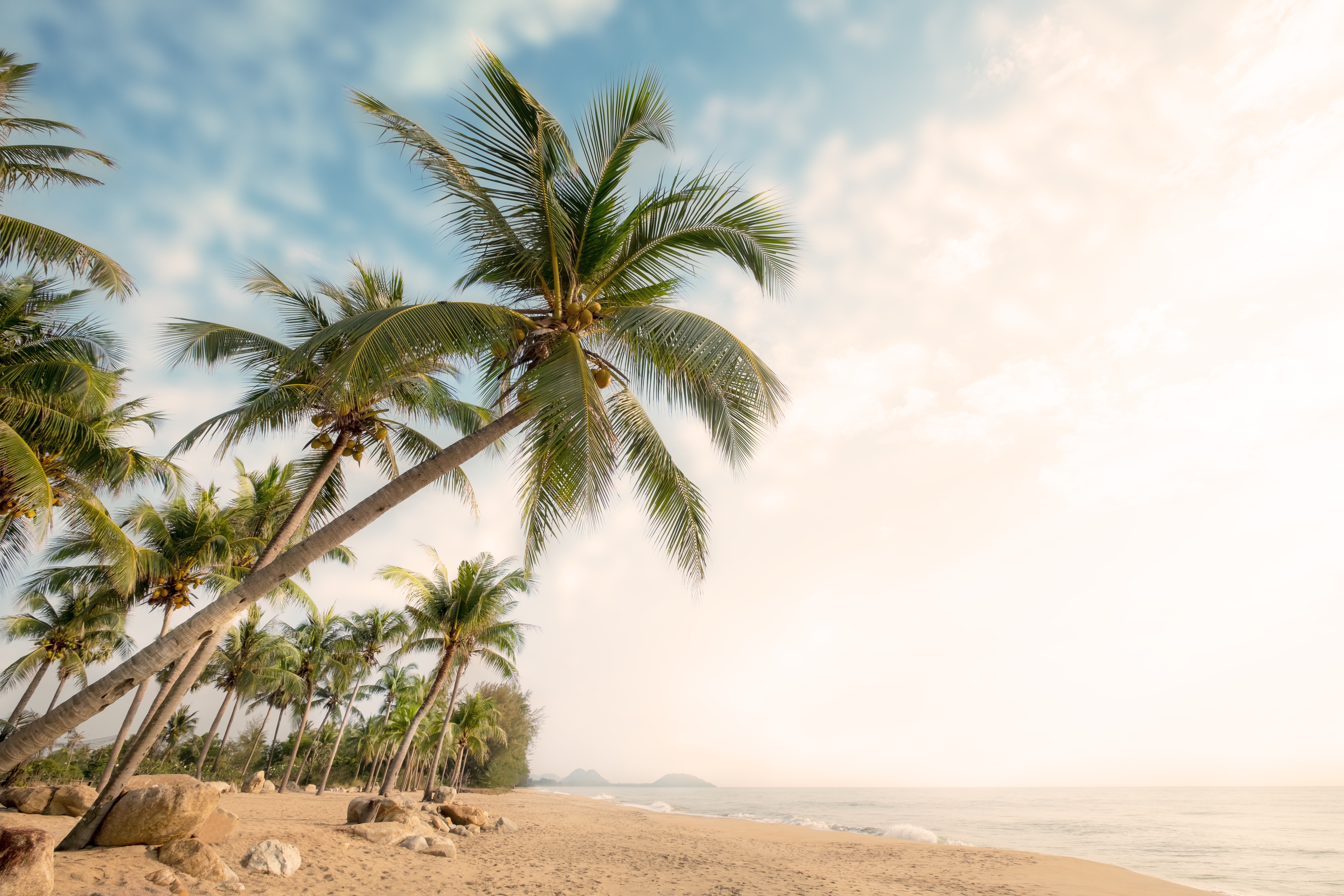 Beach tree. Тропические пальмы. Побережье с пальмами. Море пальмы. Море пляж пальмы.