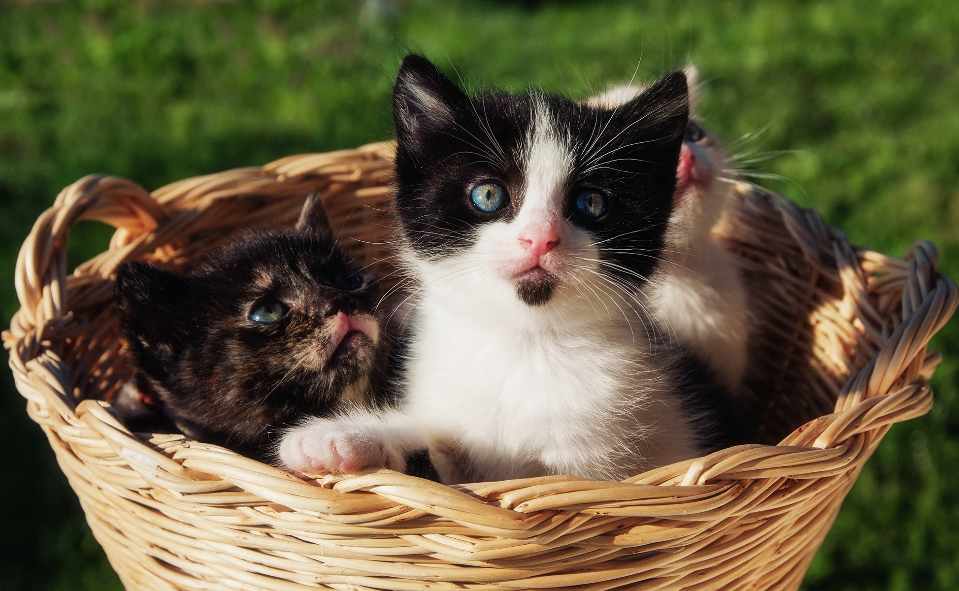 animals, sit, present, gift, basket, kittens
