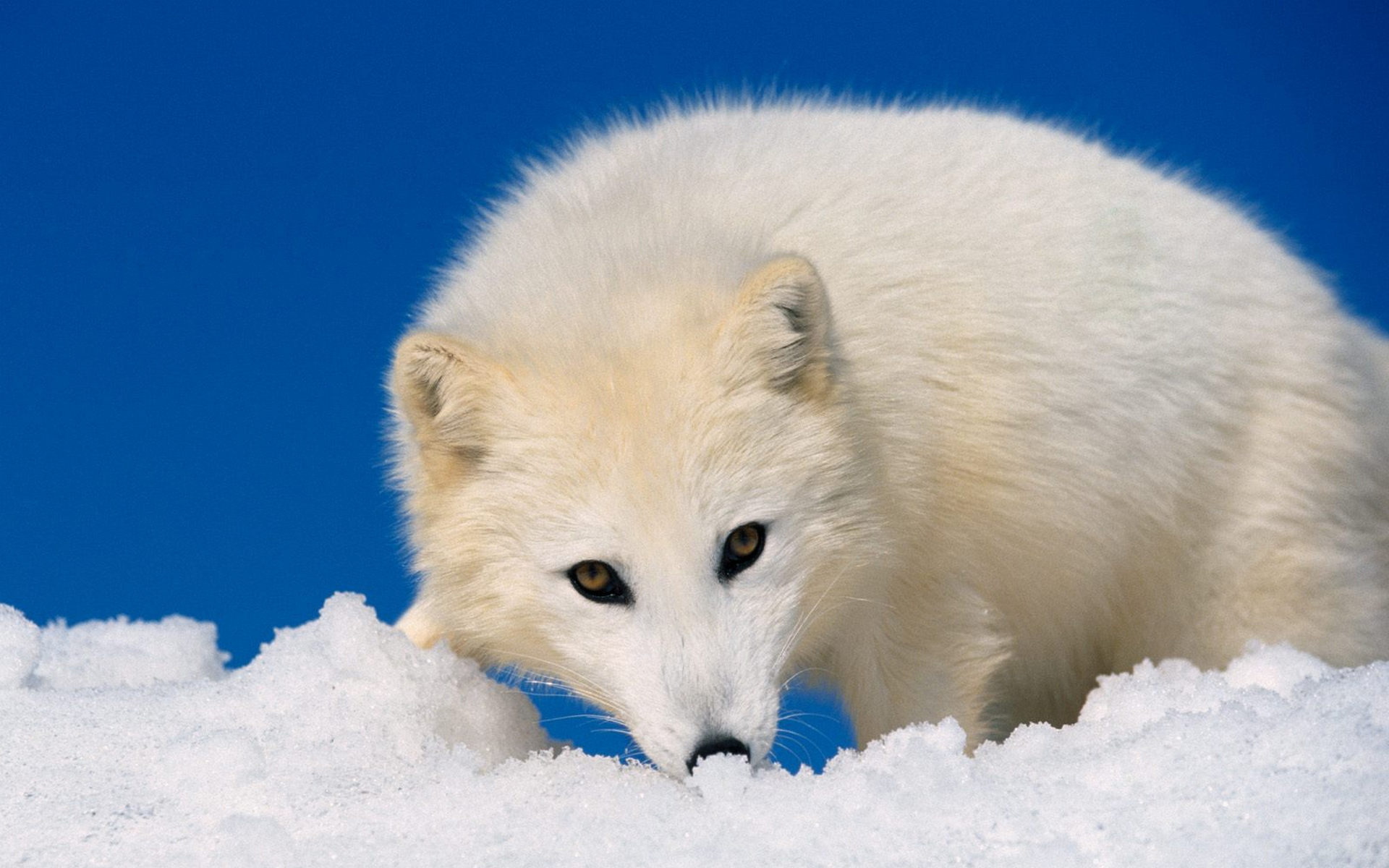 283816 免費下載壁紙 动物, 北极狐, 小狗 屏保和圖片