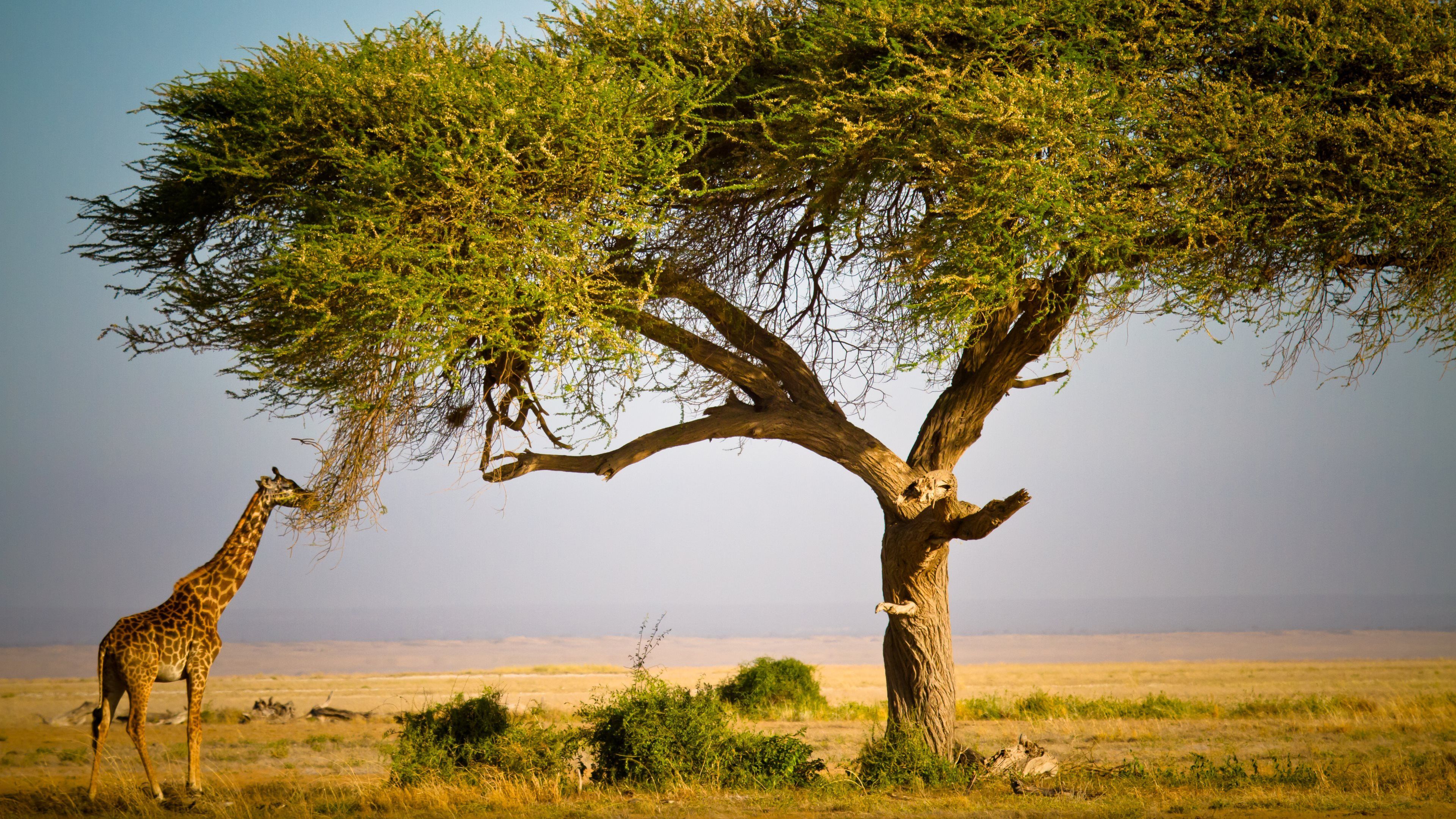 Download mobile wallpaper Tree, Animal, Giraffe, Africa for free.