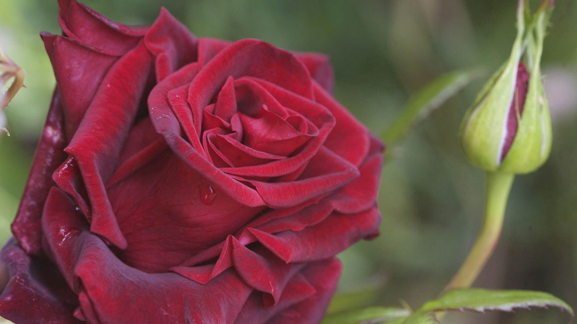 Download mobile wallpaper Rose Flower, Petals, Rose, Macro, Plant for free.