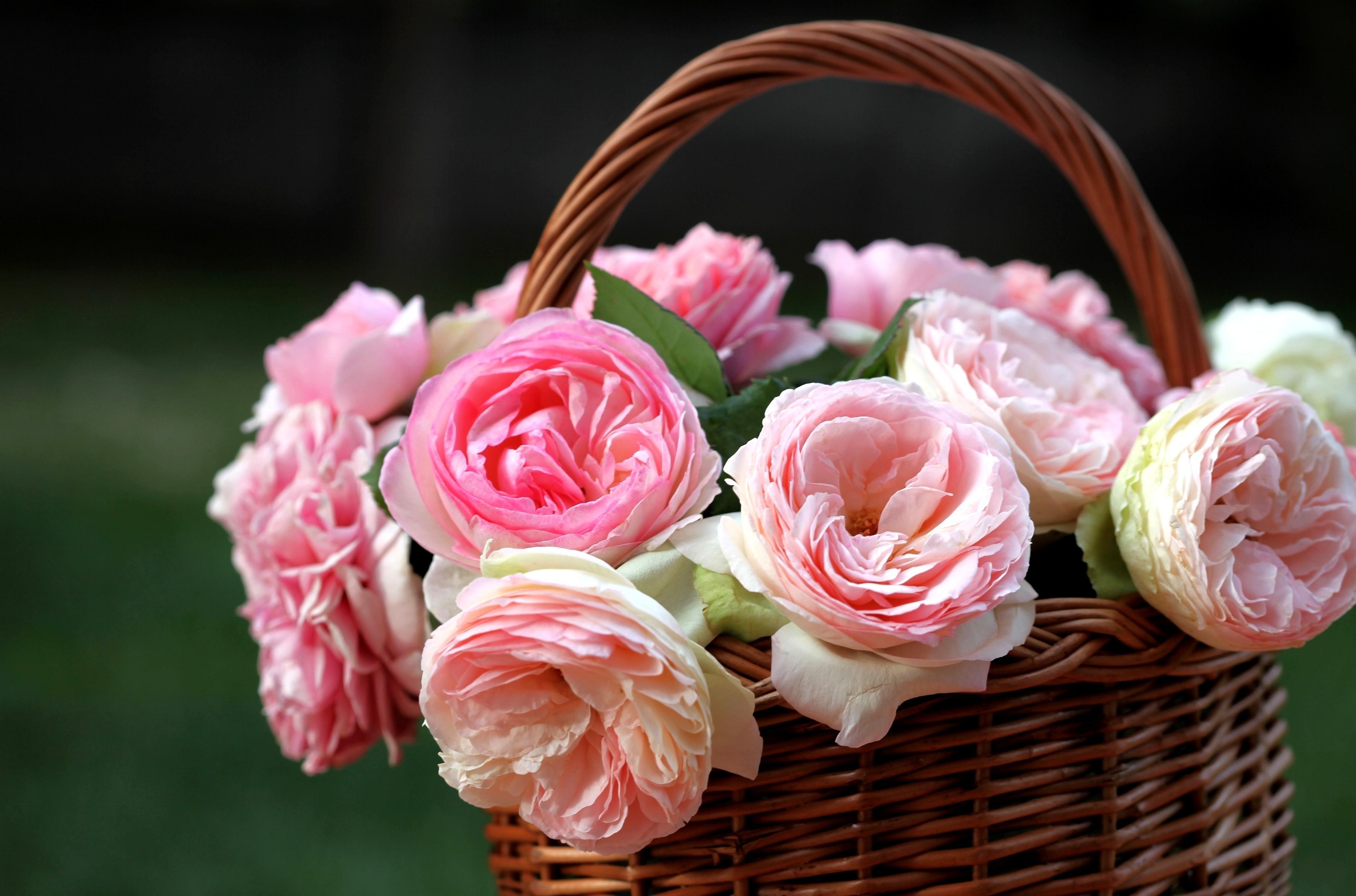 flowers, roses, disbanded, loose, buds, basket