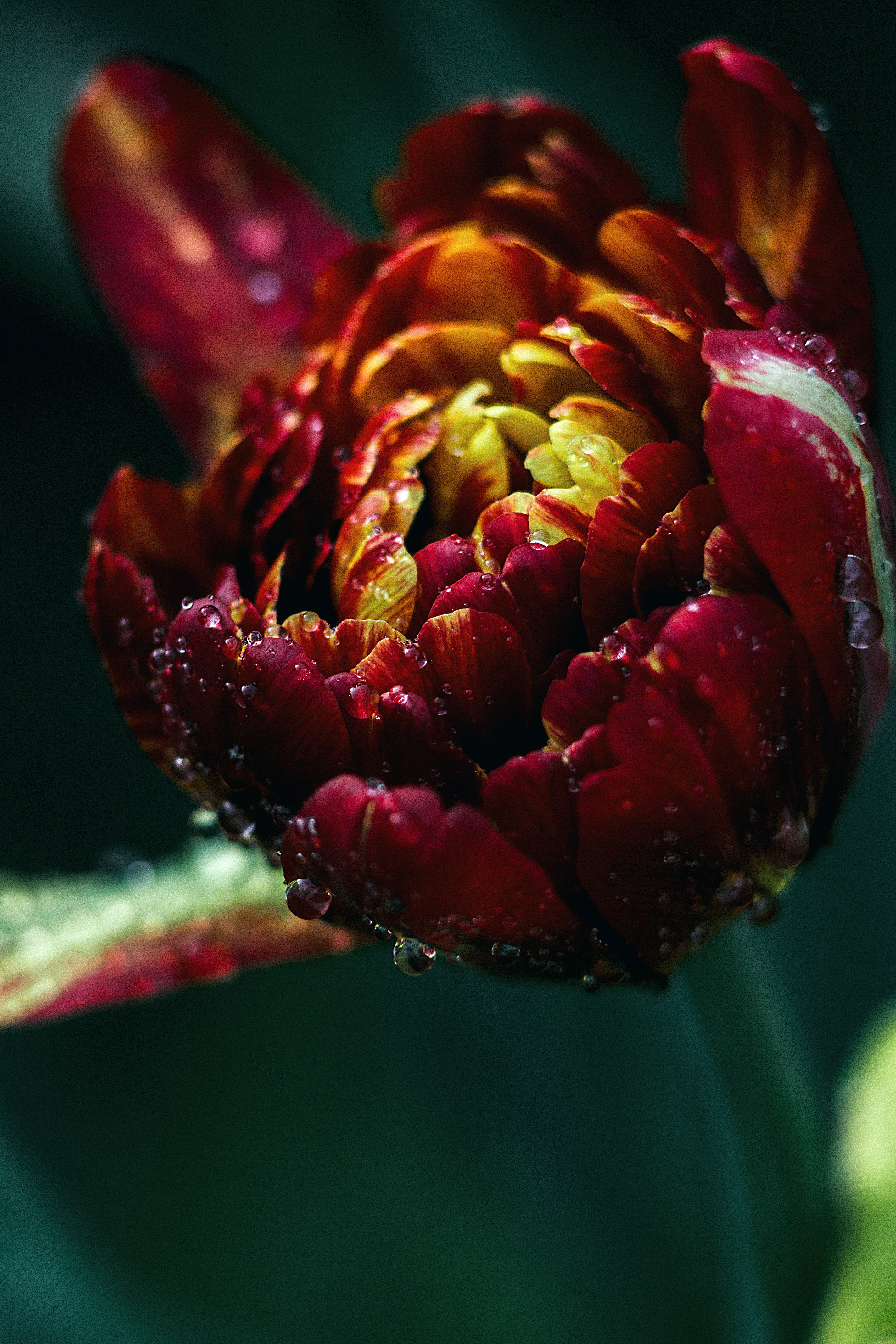 Laden Sie das Tulip, Nahaufnahme, Tulpe, Drops, Makro-Bild kostenlos auf Ihren PC-Desktop herunter