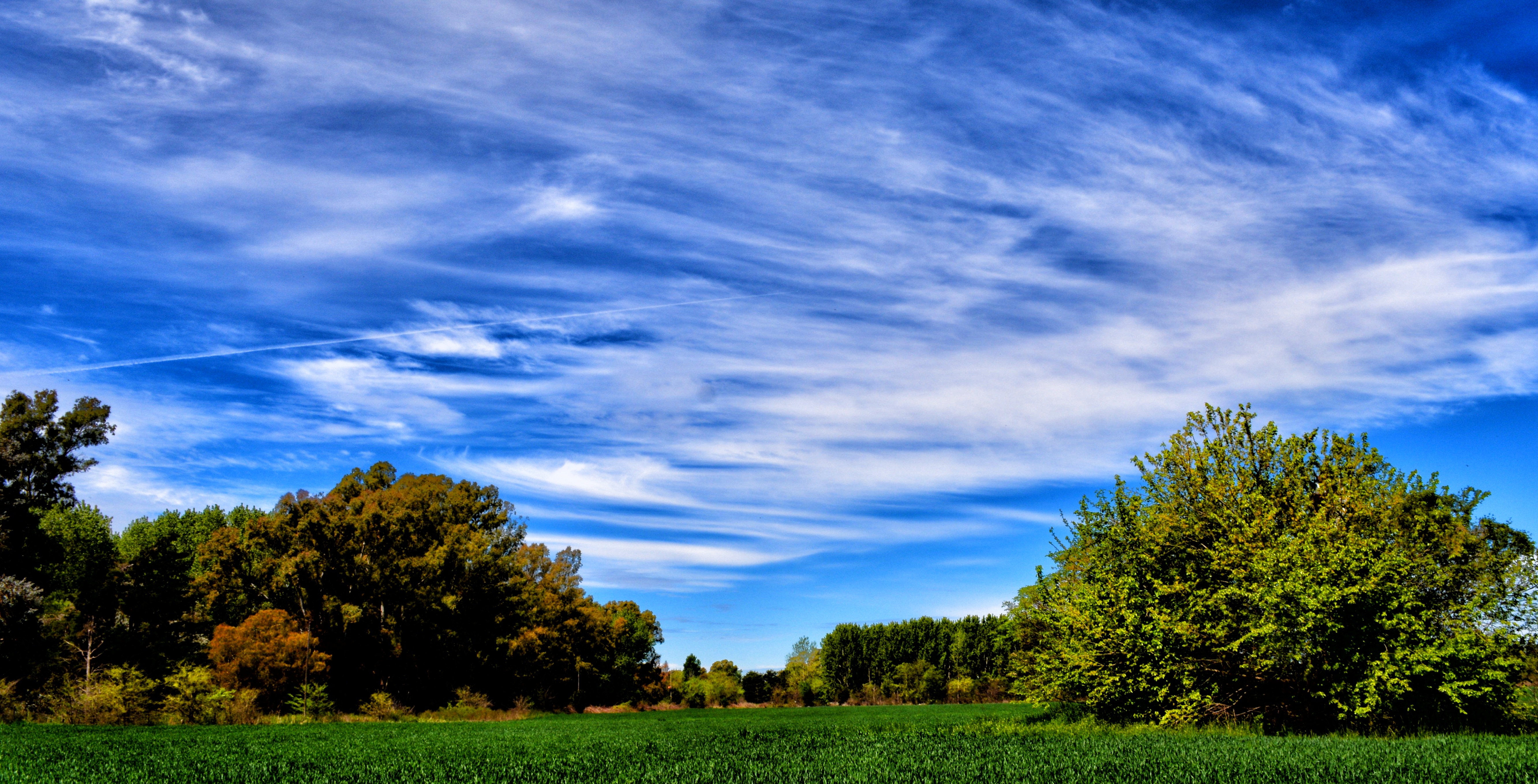 Free download wallpaper Nature, Grass, Sky, Summer, Tree, Earth, Field on your PC desktop