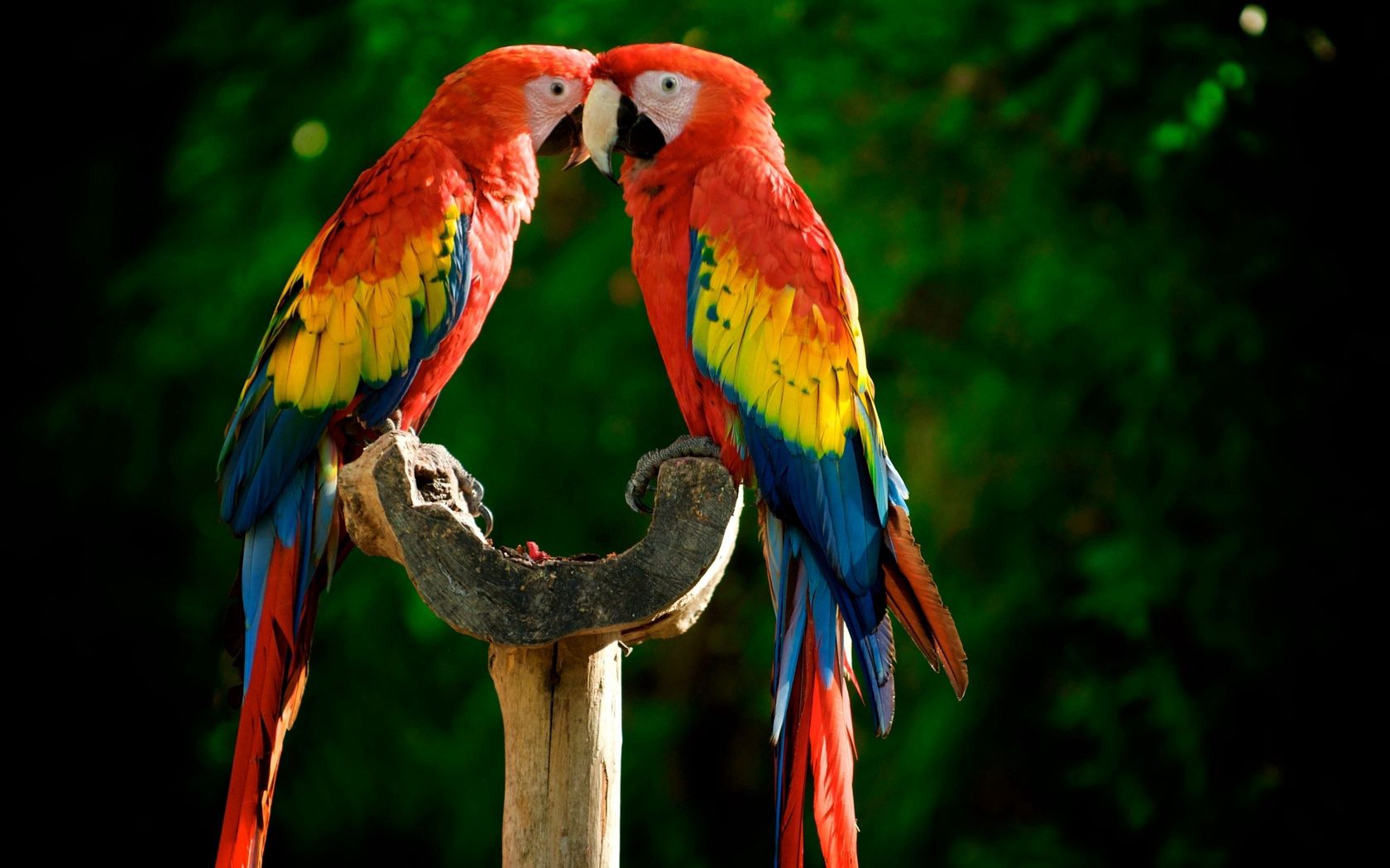 pair, animals, couple, colourful, parrots, feather, colorful Full HD