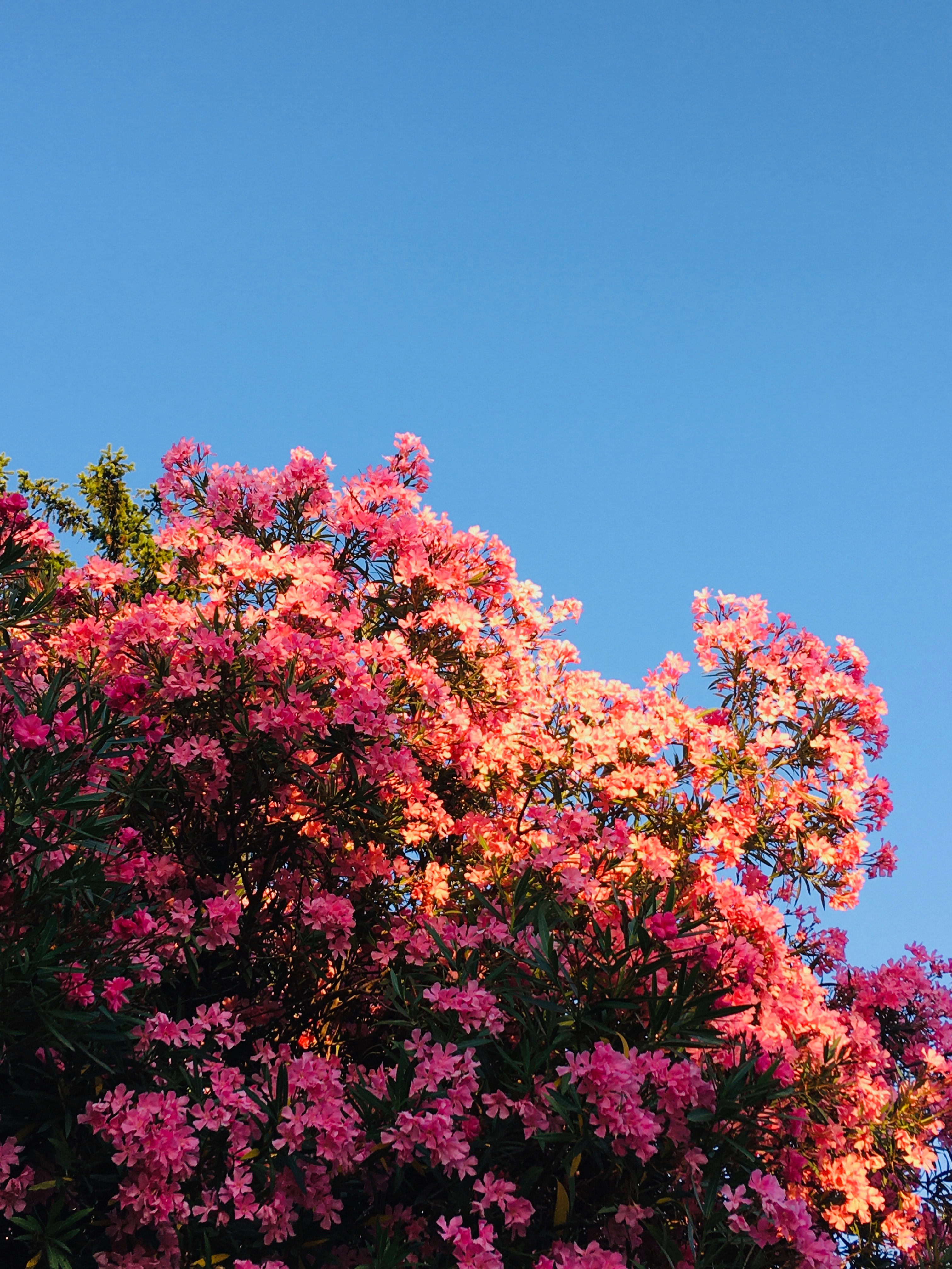 Téléchargez gratuitement l'image Buissons, Fleurs, Floraison, Rose sur le bureau de votre PC