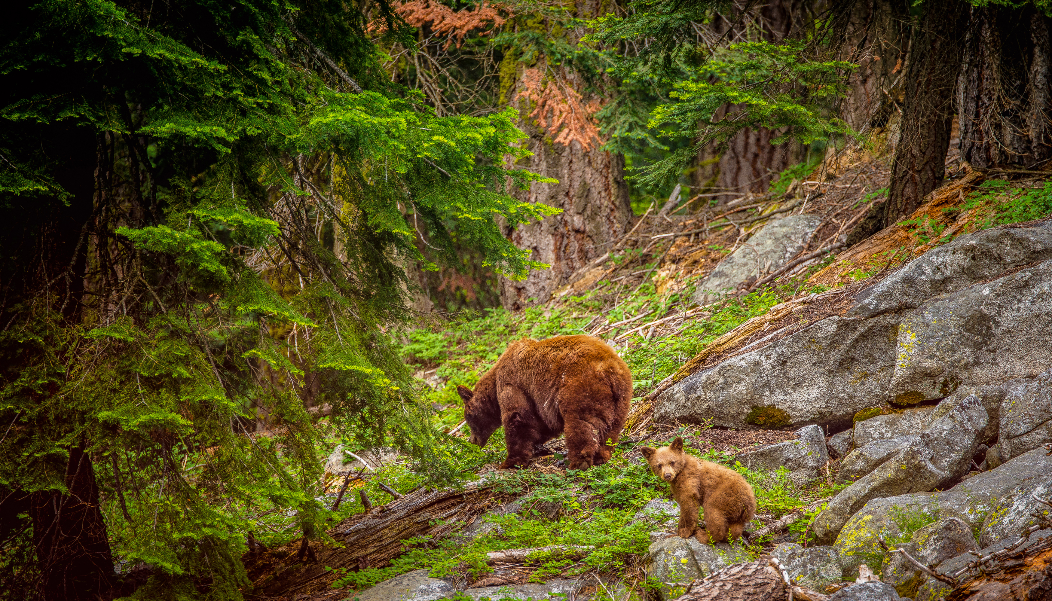 brown bear, animal, bear, cub, forest, sequoia national park, bears Full HD