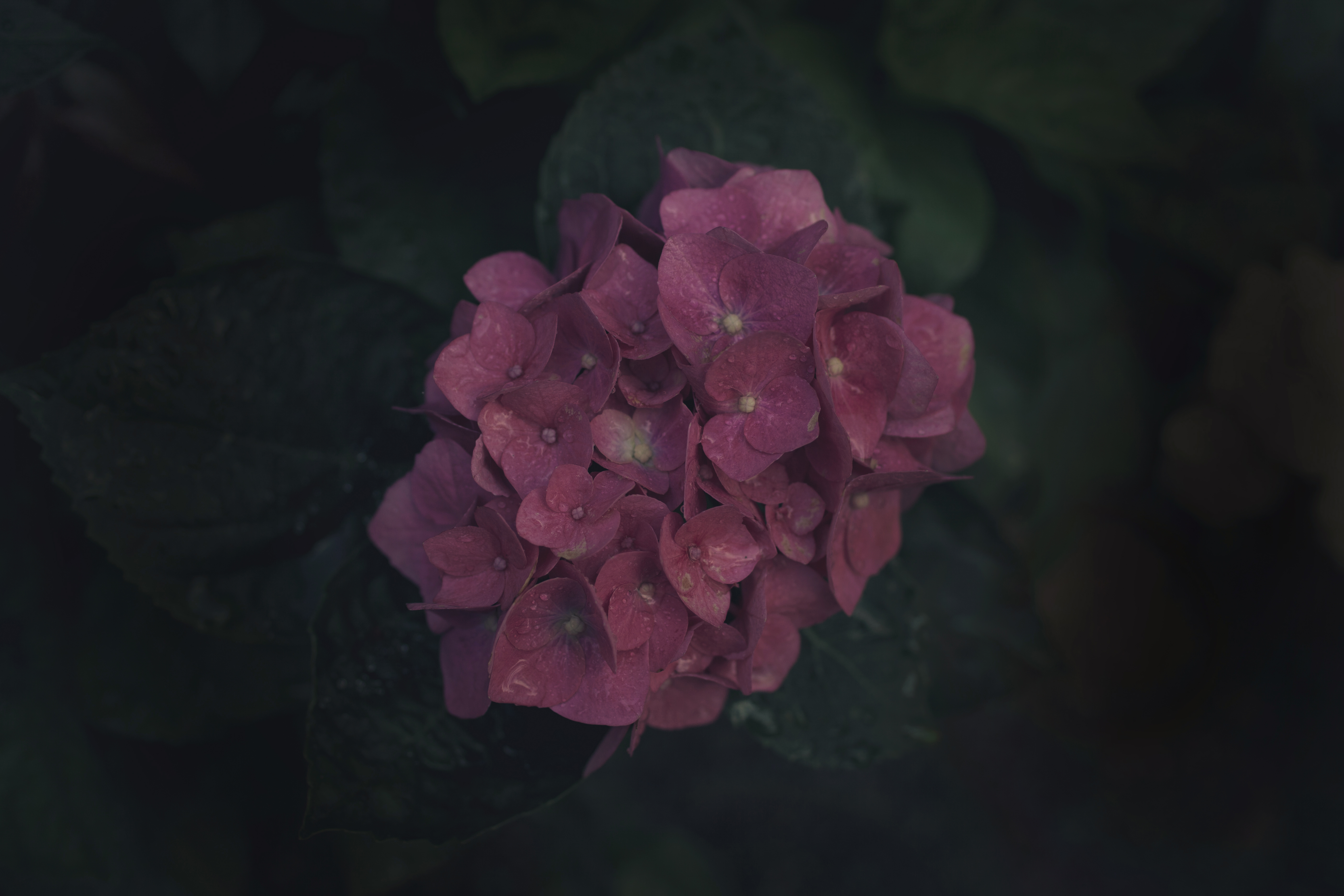 65116 Hintergrundbild herunterladen blumen, rosa, pflanze, blühen, blühenden, blütenstand - Bildschirmschoner und Bilder kostenlos