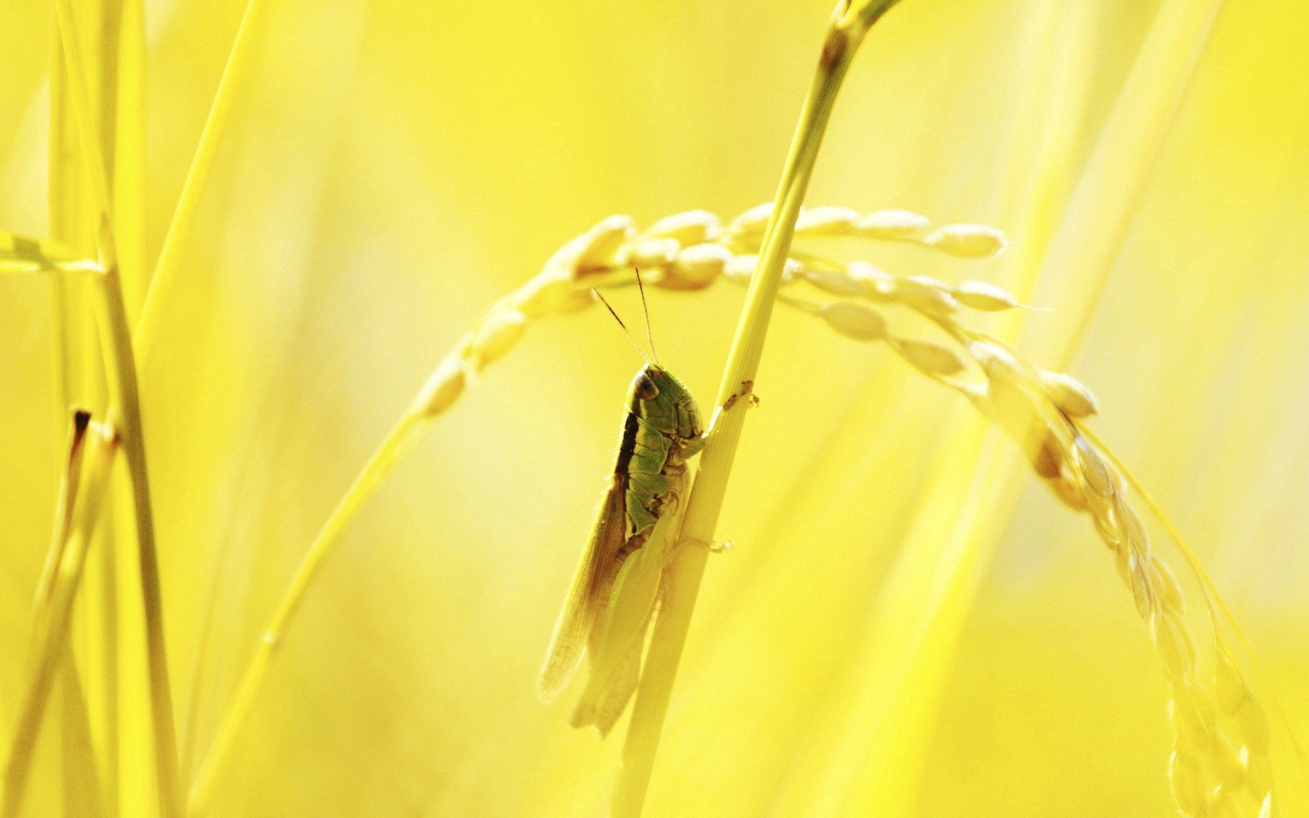 shine, grass, macro, light, grasshopper Full HD