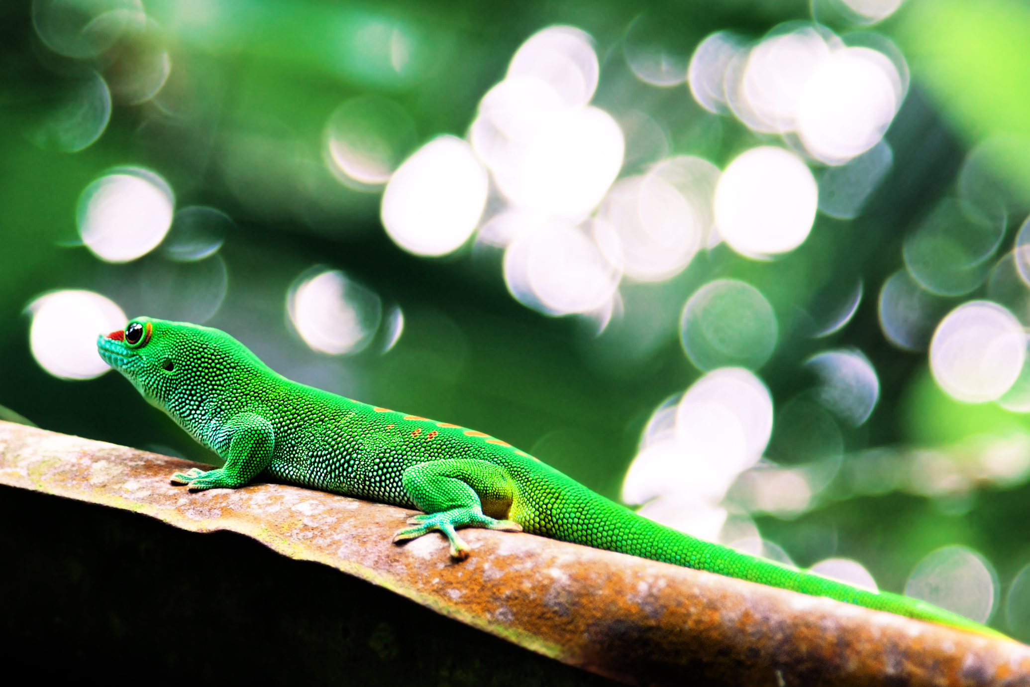 Download mobile wallpaper Gecko, Reptile, Bokeh, Lizard, Reptiles, Animal for free.