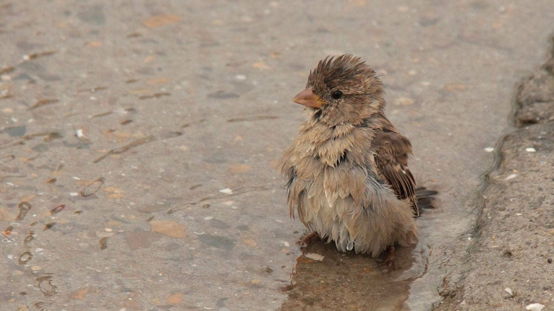 Download mobile wallpaper Puddle, Sparrow, Wet, Animals, Feather, Water for free.