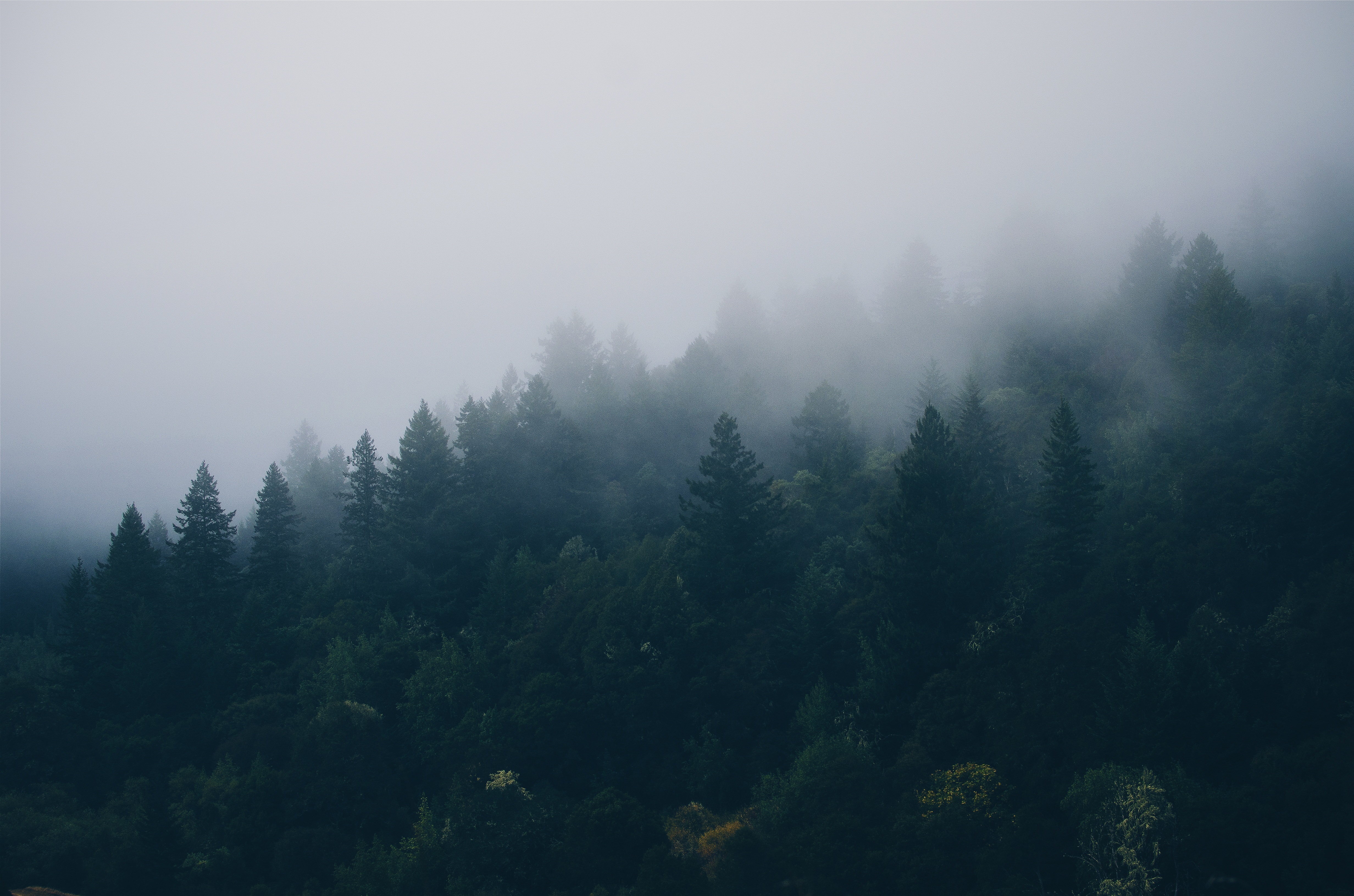 fog, nature, trees, forest phone wallpaper
