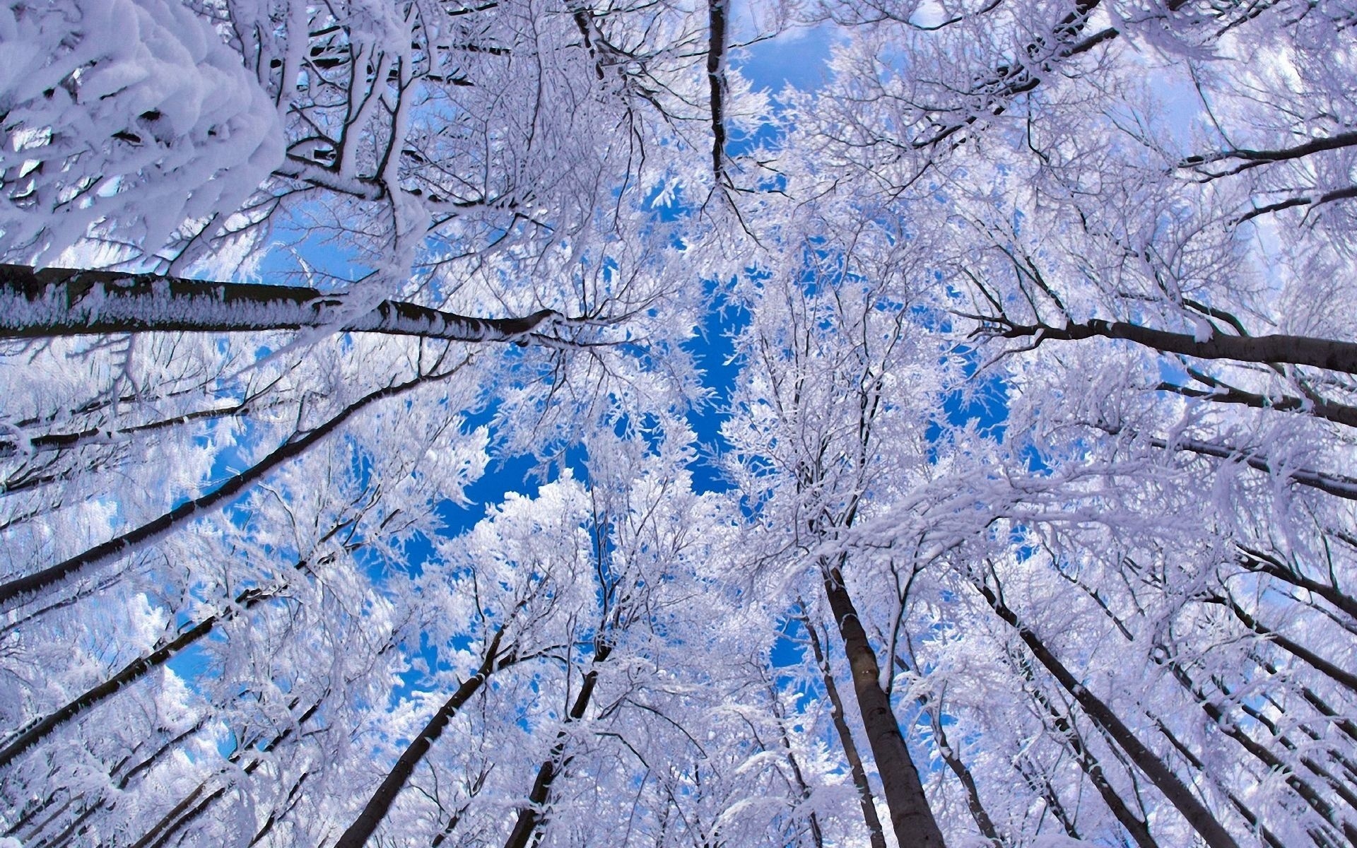зимний лес фото красивые природа на телефон