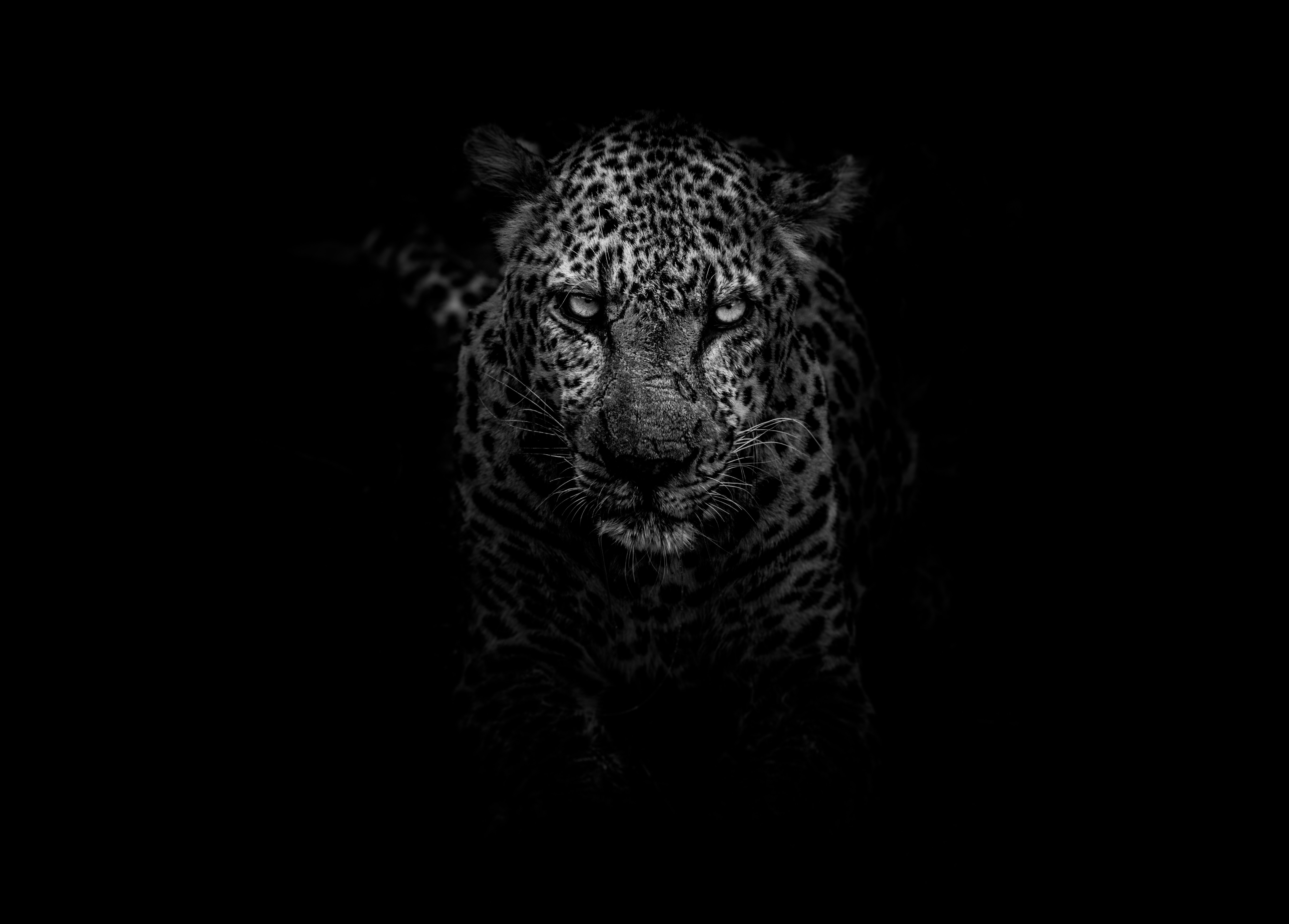 135268 Hintergrundbild herunterladen predator, chb, tiere, leopard, schnauze, raubtier, bw - Bildschirmschoner und Bilder kostenlos