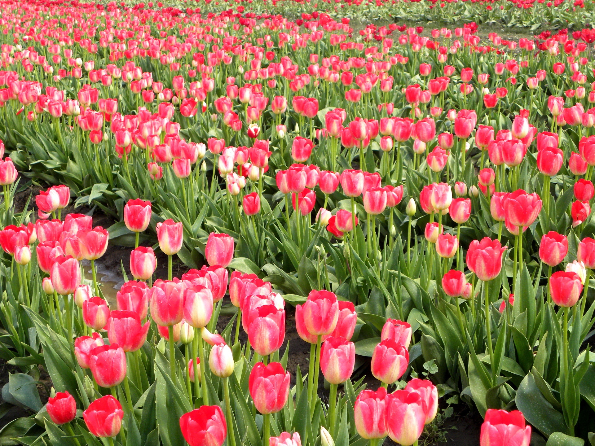 94882 baixar papel de parede flores, tulipas, linhas, campo, primavera, fileiras - protetores de tela e imagens gratuitamente