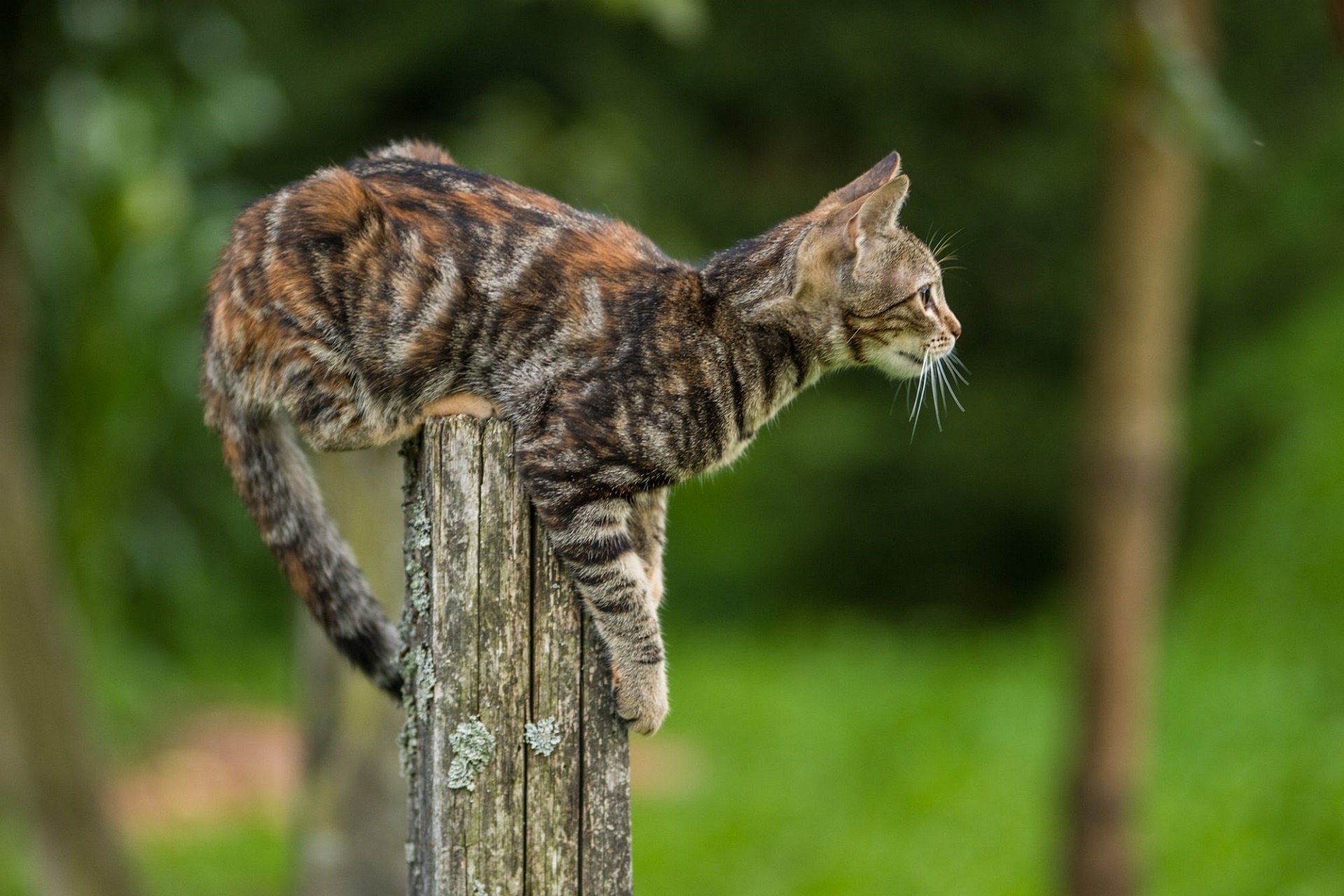 Порода кошек с полосками вдоль спины