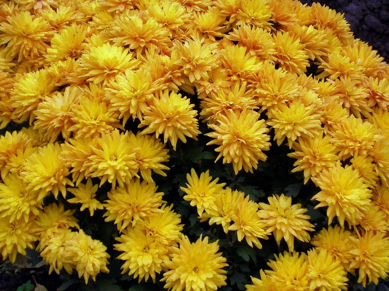 Download mobile wallpaper Flowers, Plants for free.