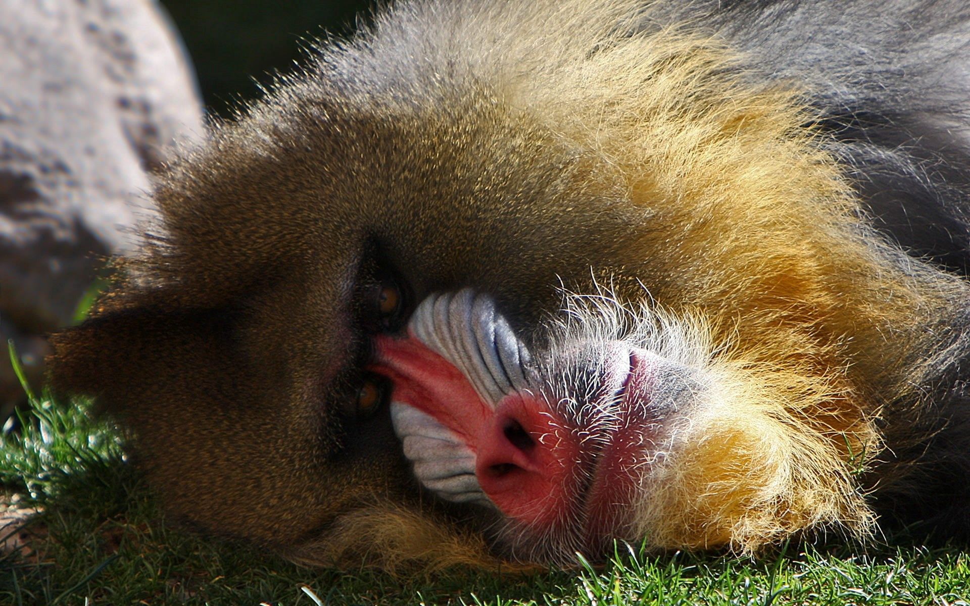 animals, to lie down, lie, muzzle, monkey, hamadrila, gamadril wallpapers for tablet