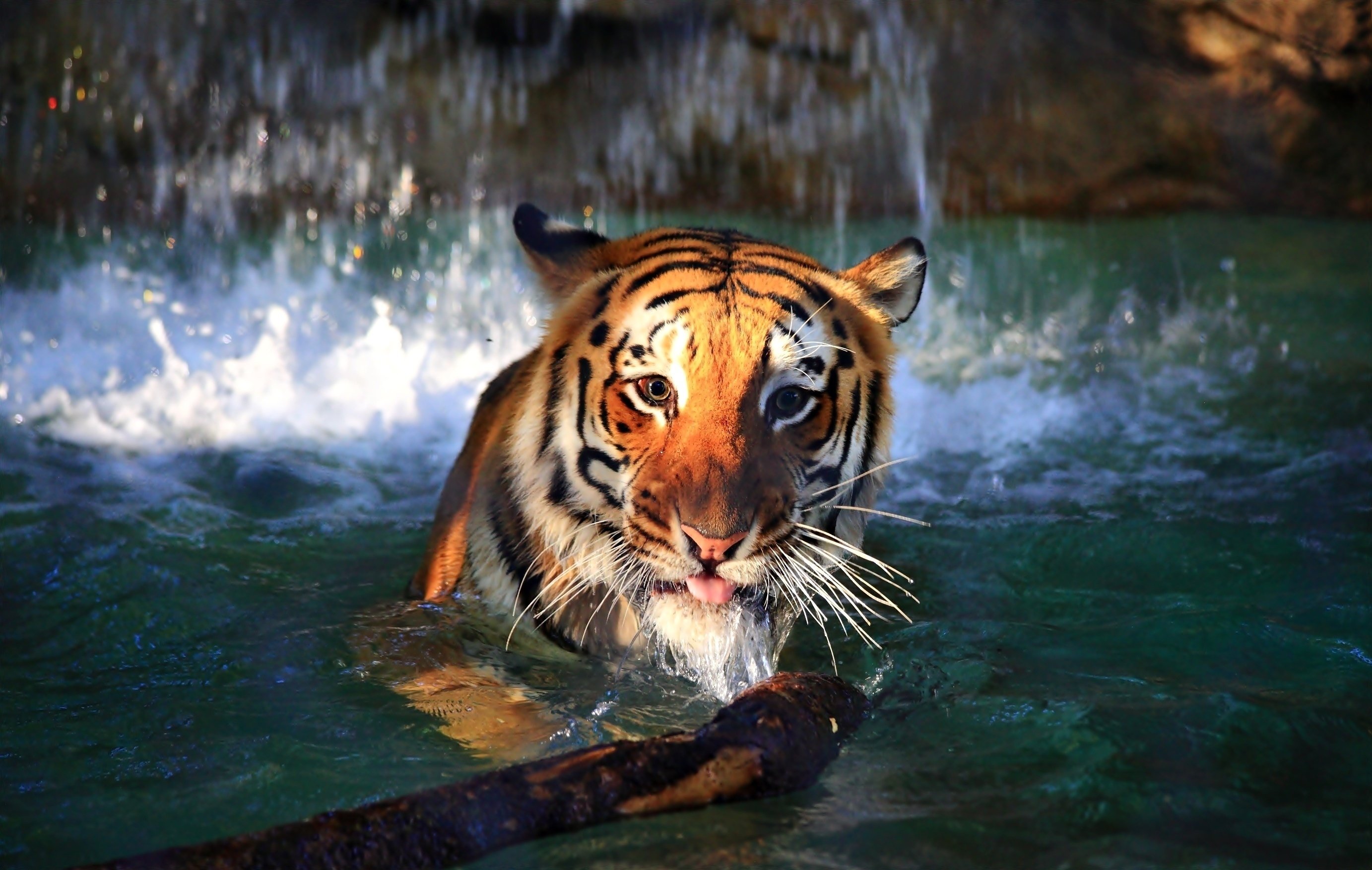 Обои тигр в воде