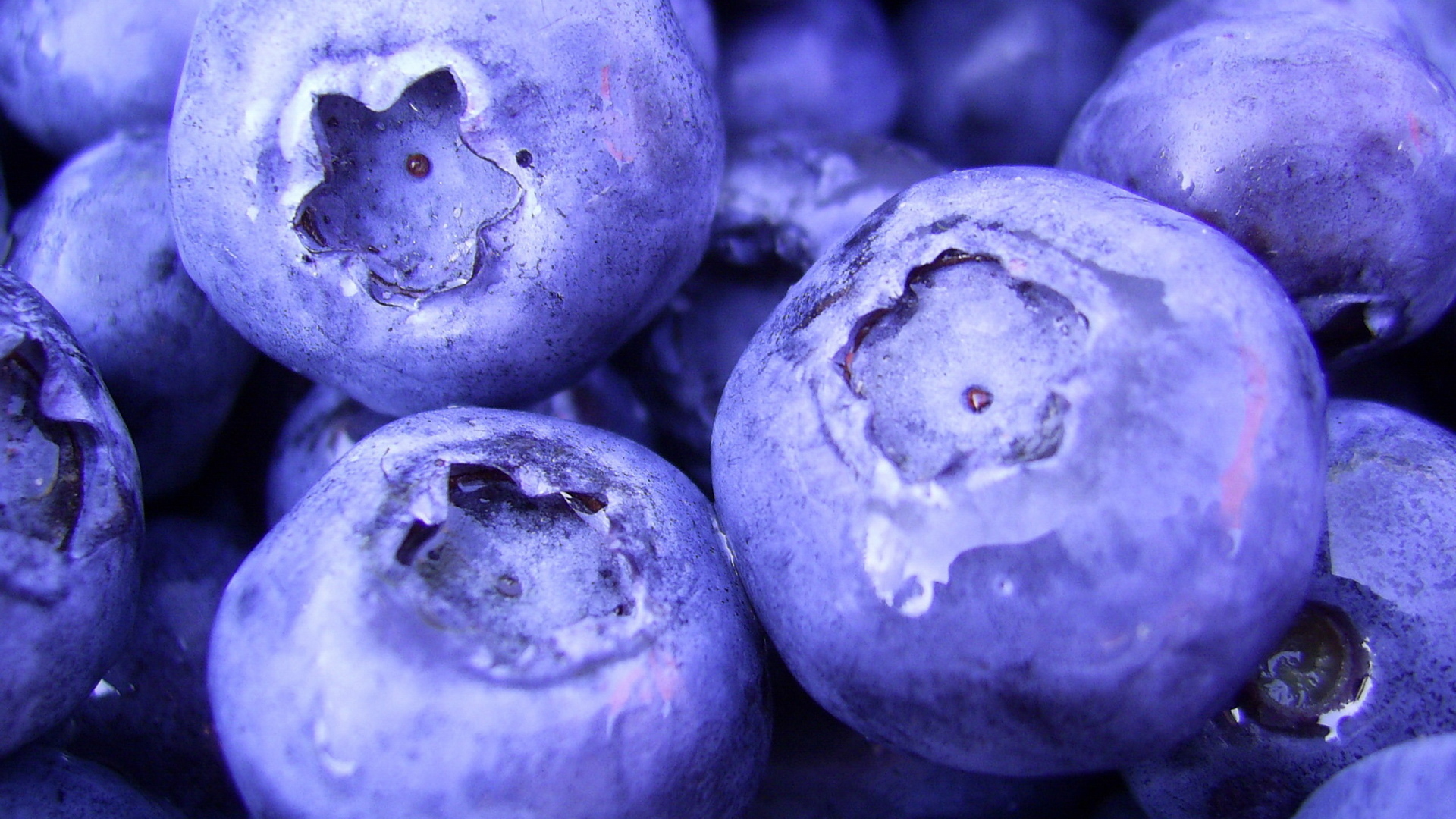 blueberry, food 32K