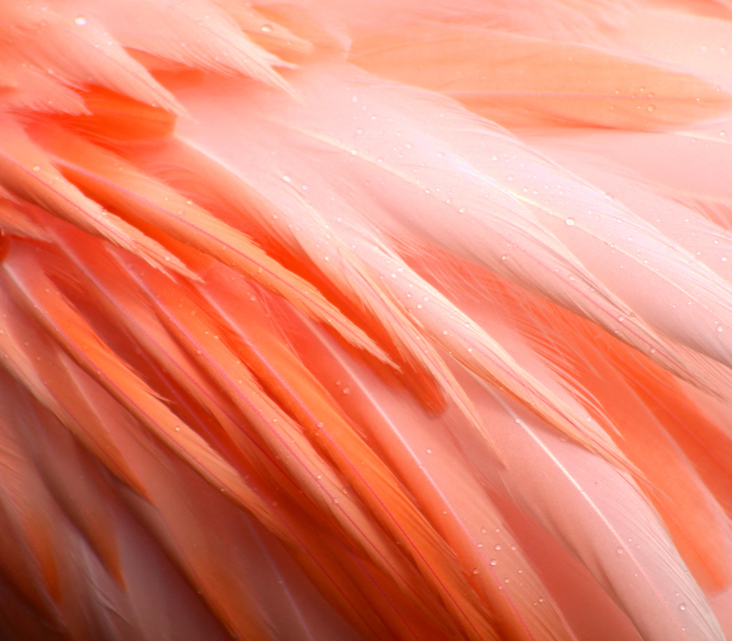 Free HD flamingo, wet, pink, drops, feather, macro, bird