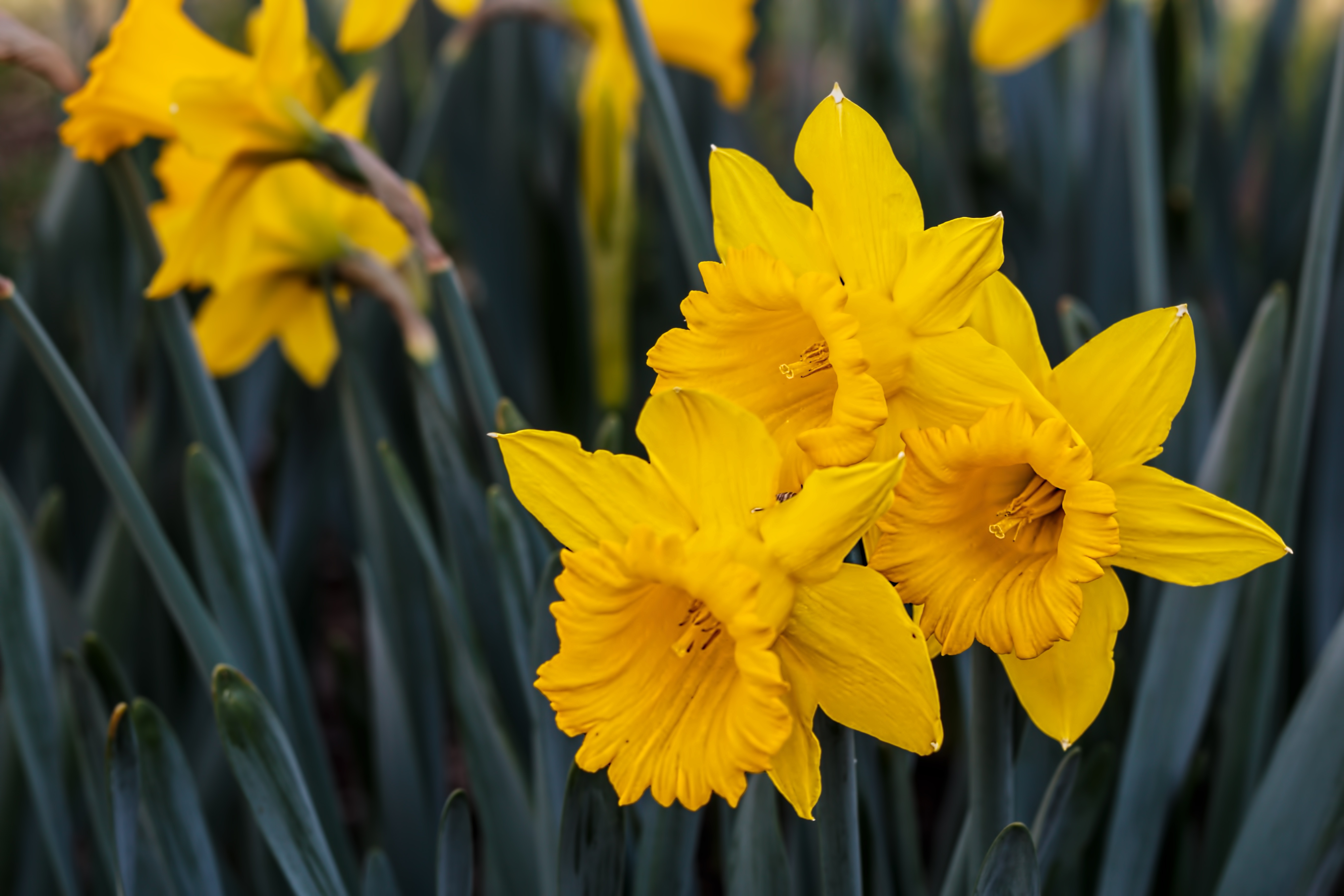 Первые нарциссы. Daffodil Нарцисс. Нарцисс (Narcissus). Нарцисс цветок желтый. Нарцисс Гелиос.