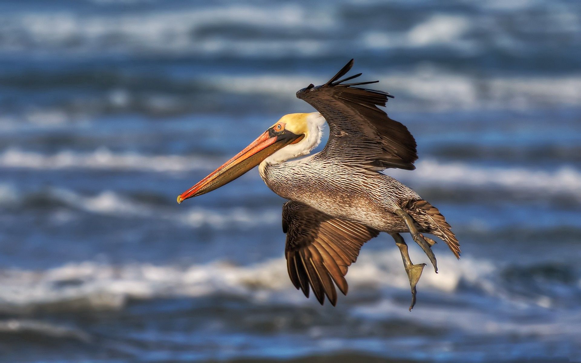 Download mobile wallpaper Pelican, Waves, Flight, Animals, Beak for free.