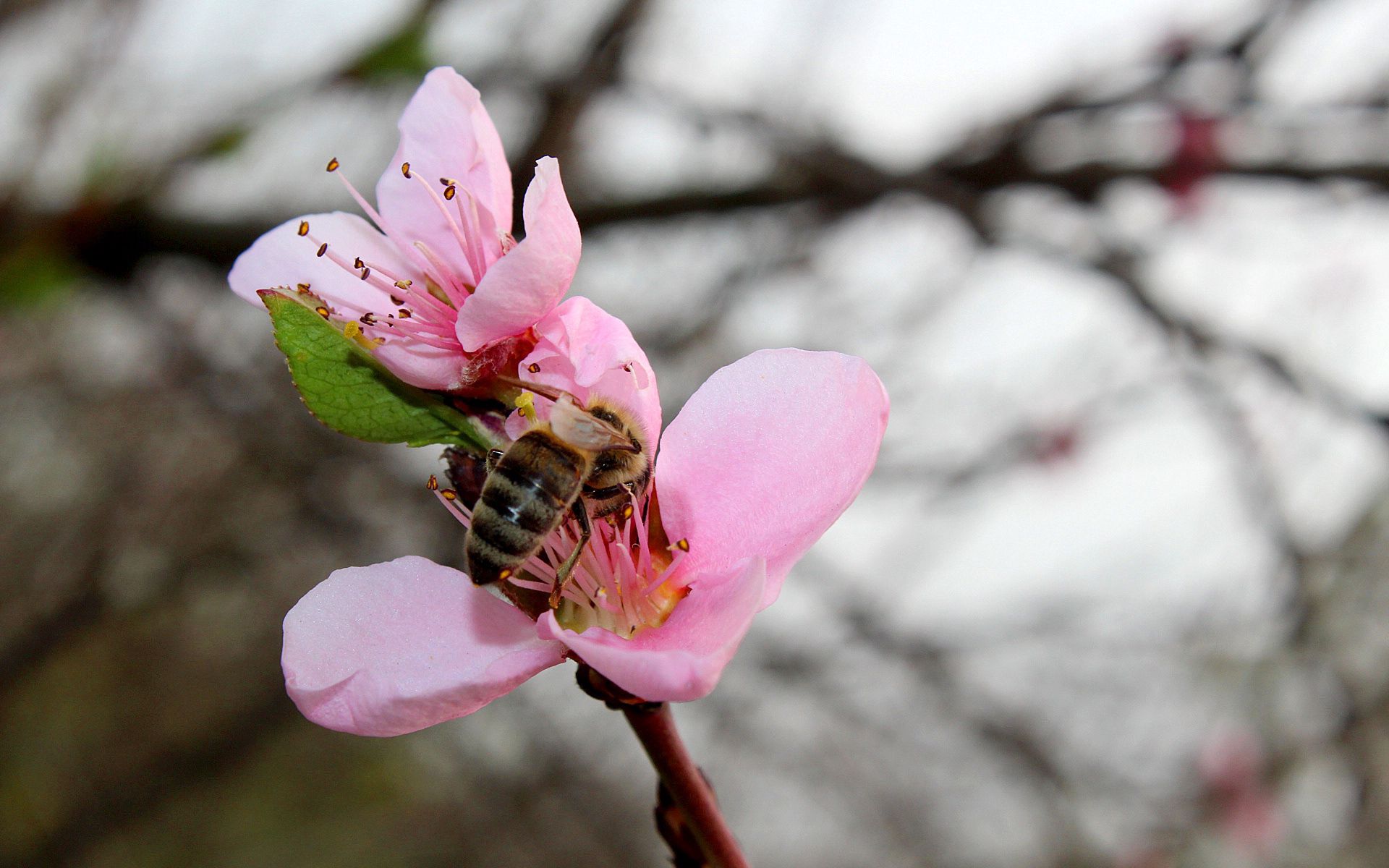 Laden Sie das Makro, Pfirsich, Biene, Frühling-Bild kostenlos auf Ihren PC-Desktop herunter