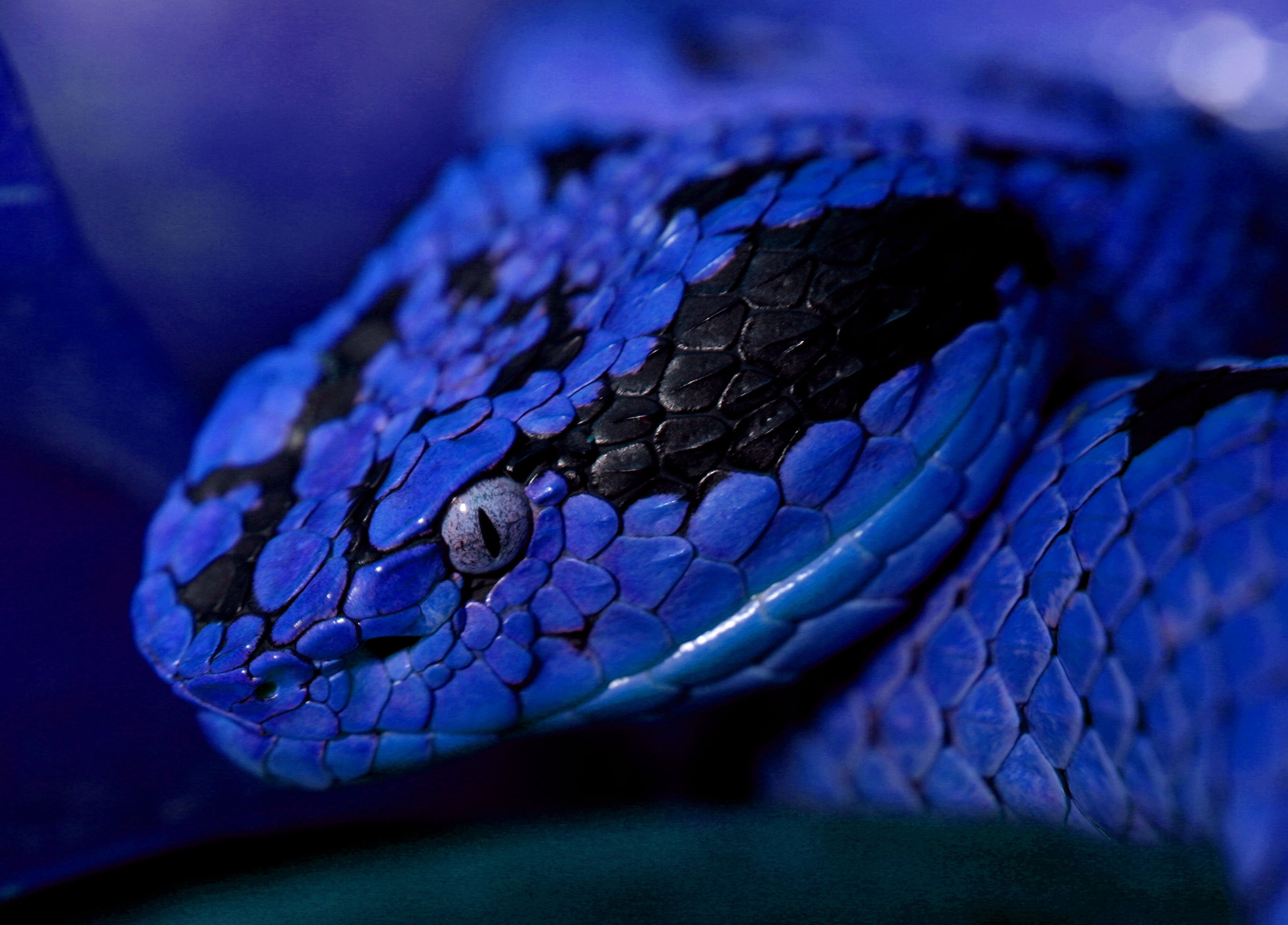 Descarga gratis la imagen Serpiente, Color, Ojos, Animales en el escritorio de tu PC