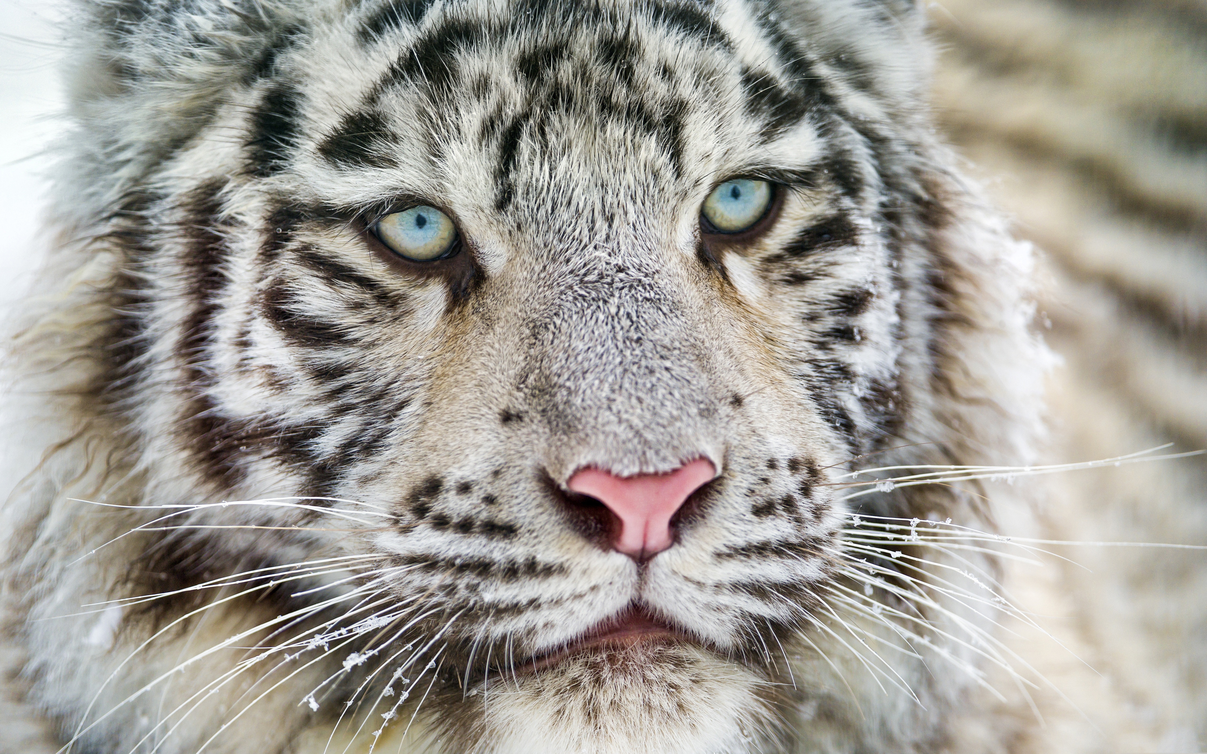 Белый тигр с голубыми глазами
