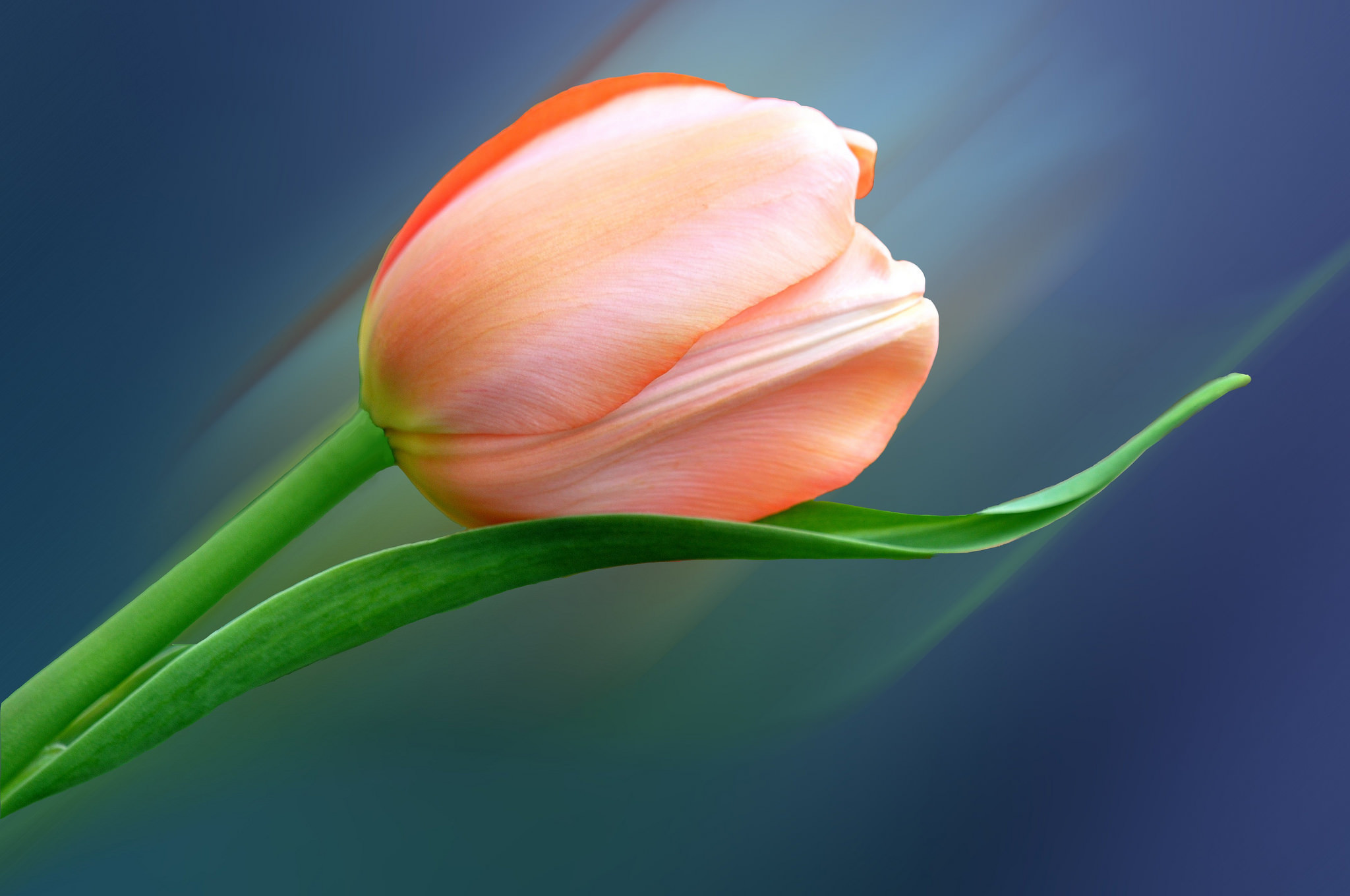 Тюльпан один цветок