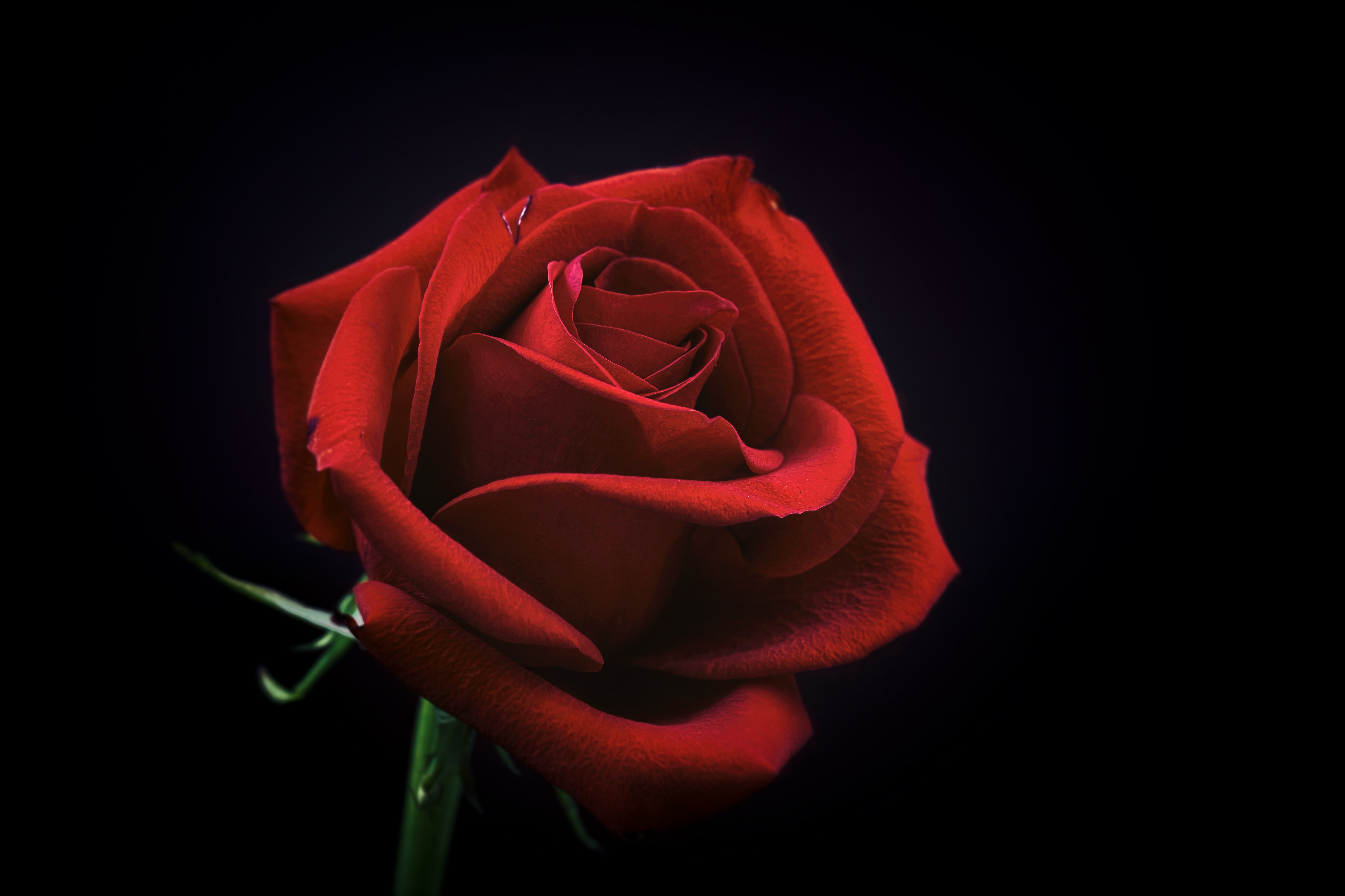 143560 скачать обои роза, черный фон, бутон, красный, цветы, лепестки - заставки и картинки бесплатно