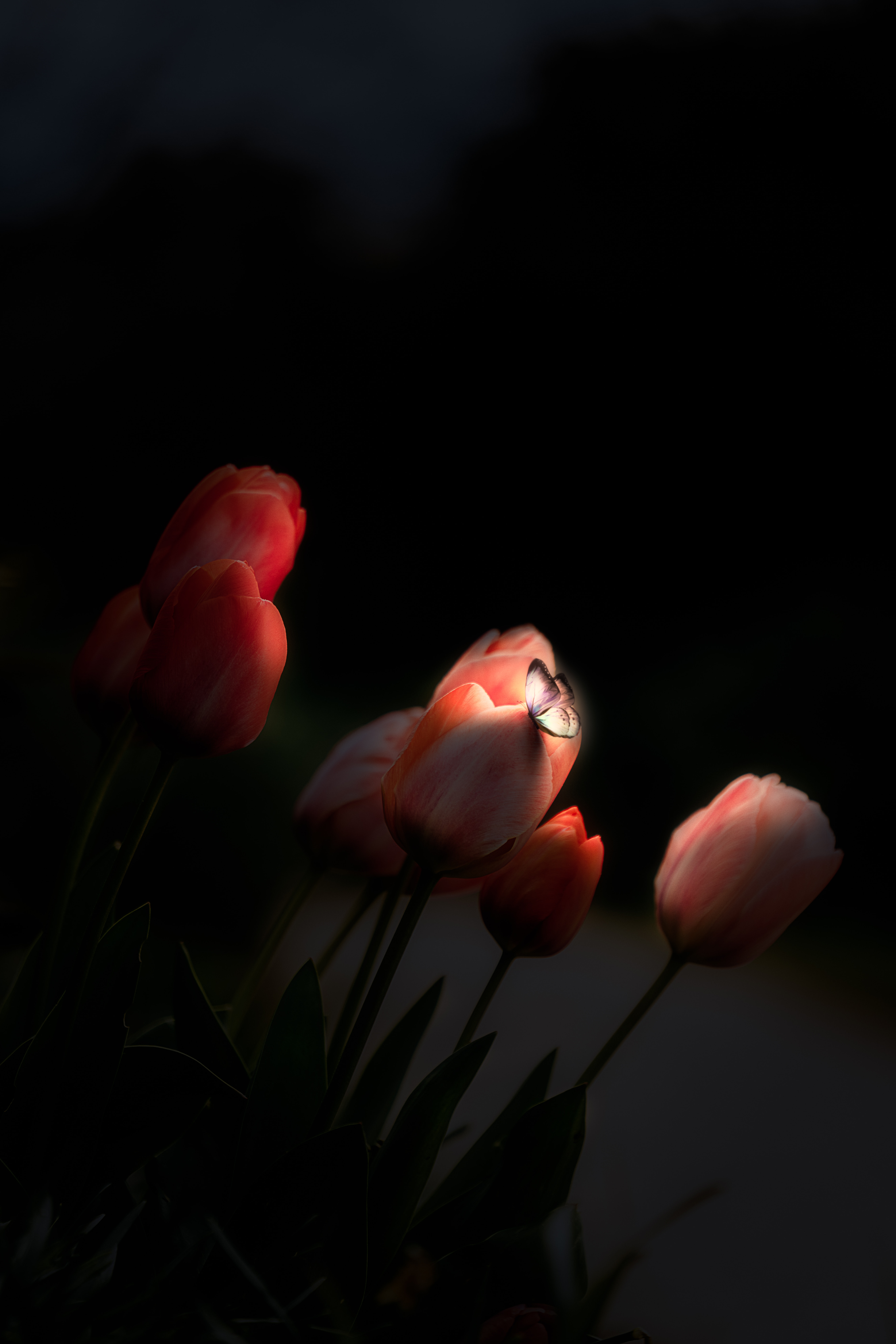 Download mobile wallpaper Night, Flowers, Glow, Butterfly, Tulips, Dark for free.