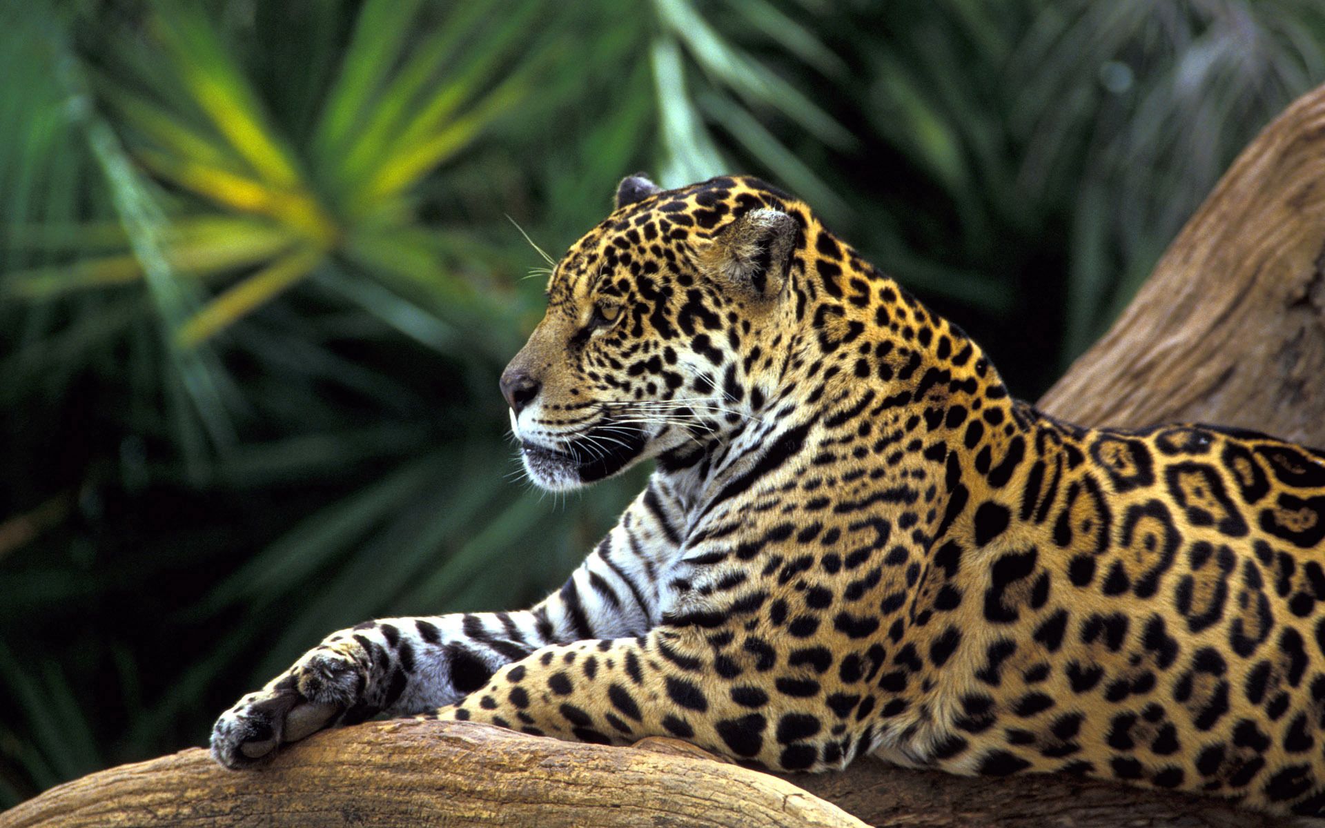 127644 descargar imagen animales, leopardo, bozal, depredador, gato grande: fondos de pantalla y protectores de pantalla gratis