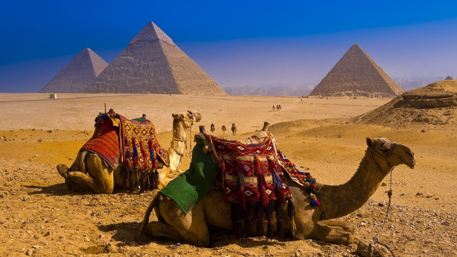 1490315 Bild herunterladen wüste, tiere, kamel, ägypten, pyramide - Hintergrundbilder und Bildschirmschoner kostenlos