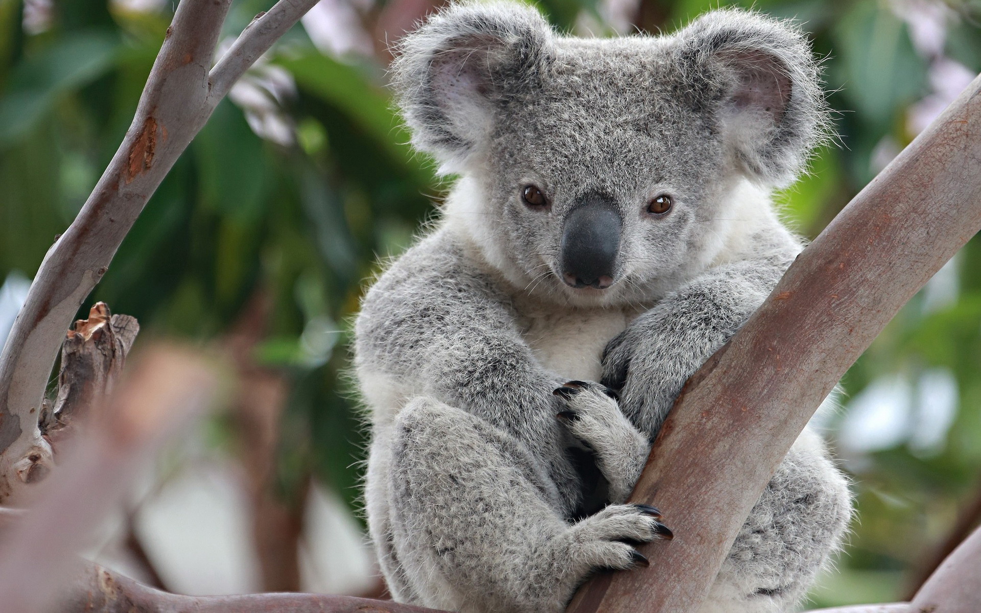 650458 télécharger l'image koala, animaux - fonds d'écran et économiseurs d'écran gratuits
