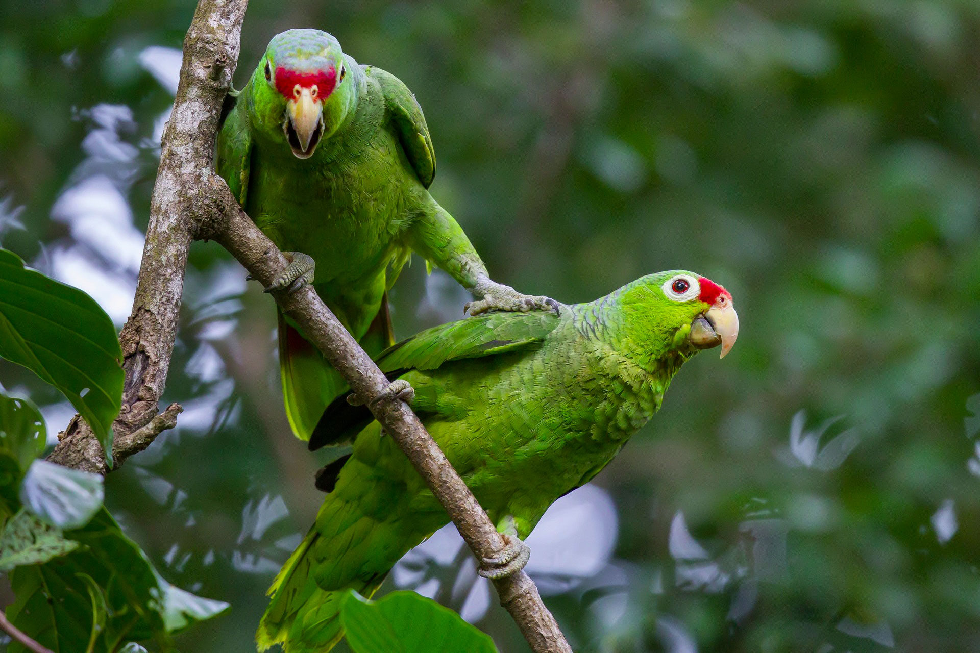 355959 скачать обои животные, попугай, красная амазонка, красный попугай, птицы - заставки и картинки бесплатно