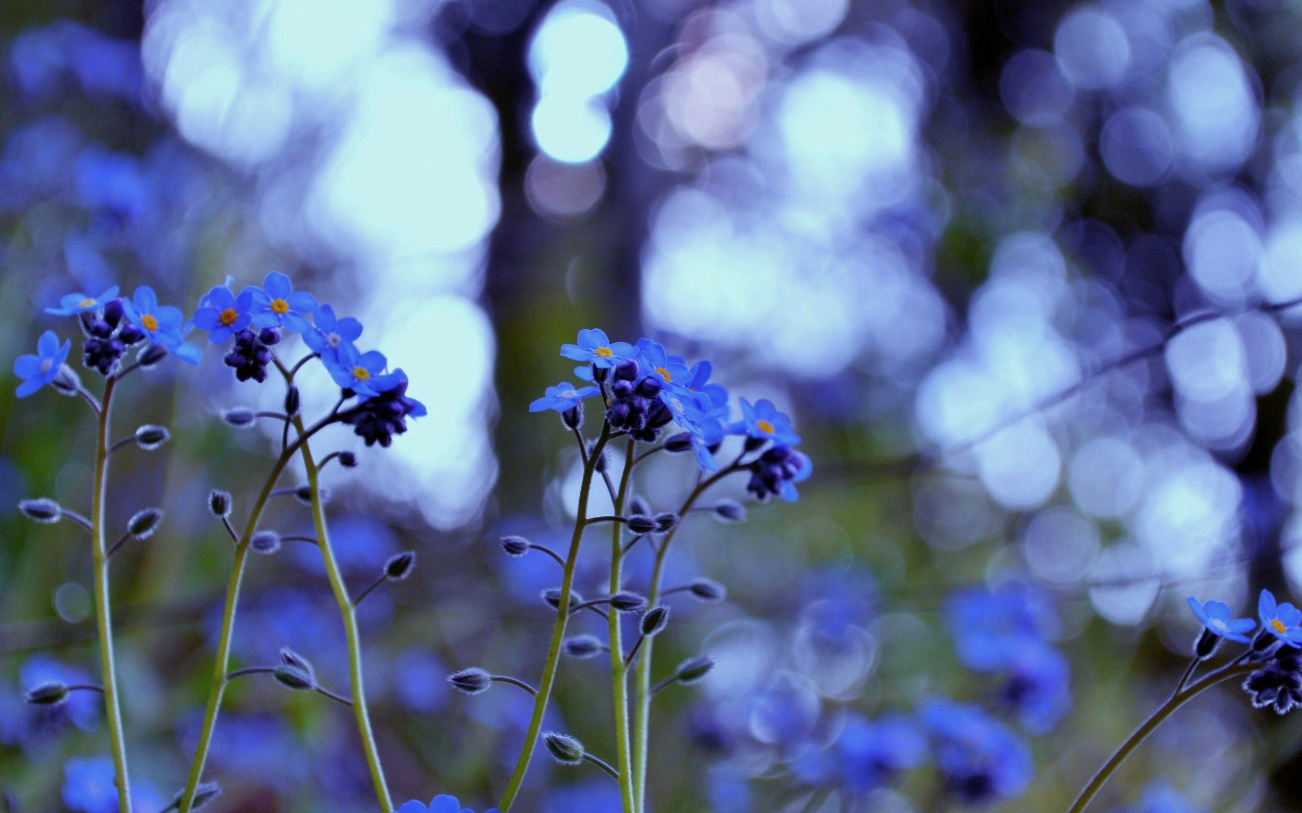 Полевые Синие Цветы