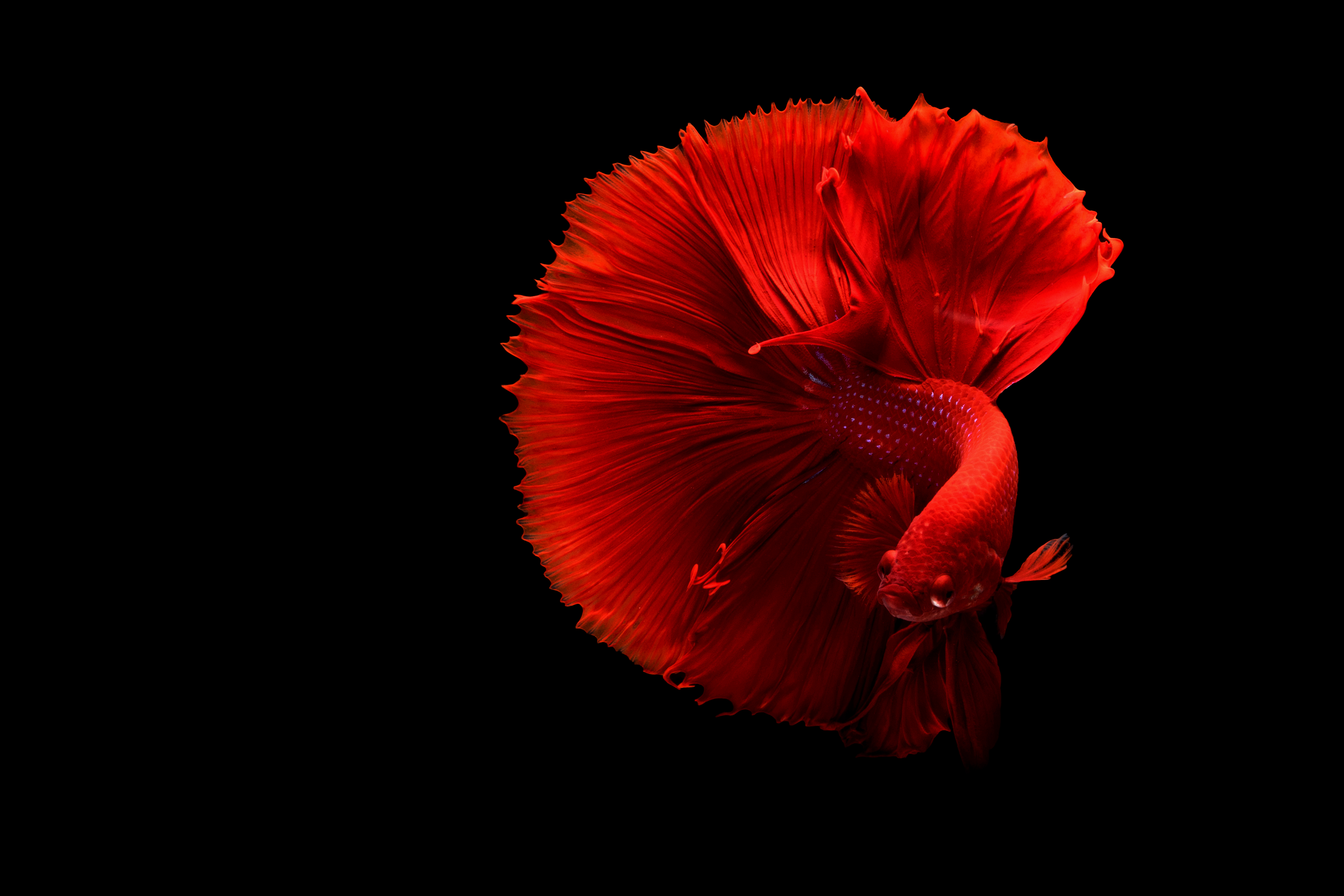74471 descargar fondo de pantalla animales, rojo, un pez, pescado, cola: protectores de pantalla e imágenes gratis