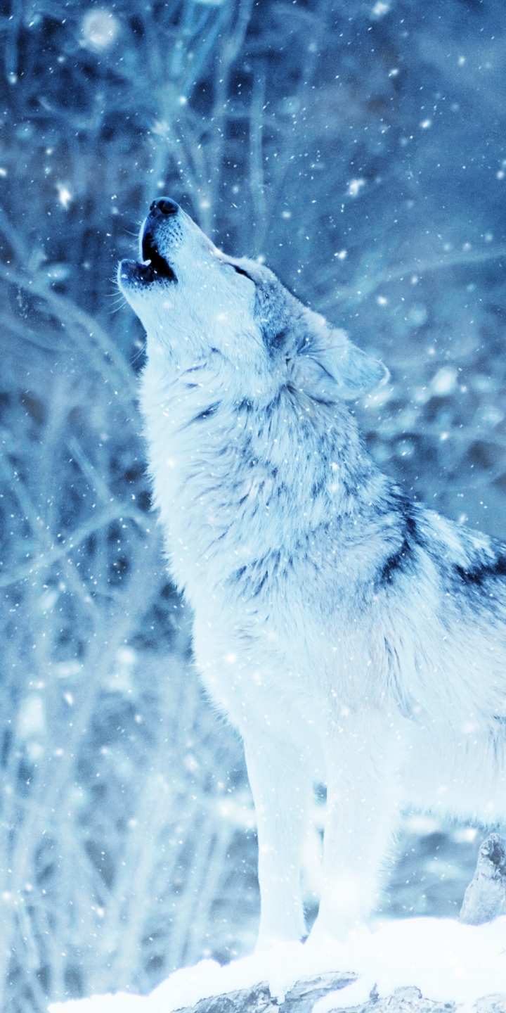 1155322 Hintergrundbild herunterladen tiere, wolf, schneefall, heulen, winter, wolves - Bildschirmschoner und Bilder kostenlos