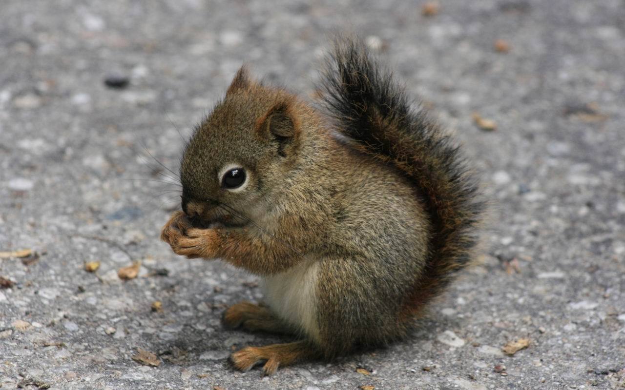 Download mobile wallpaper Squirrel, Animals for free.