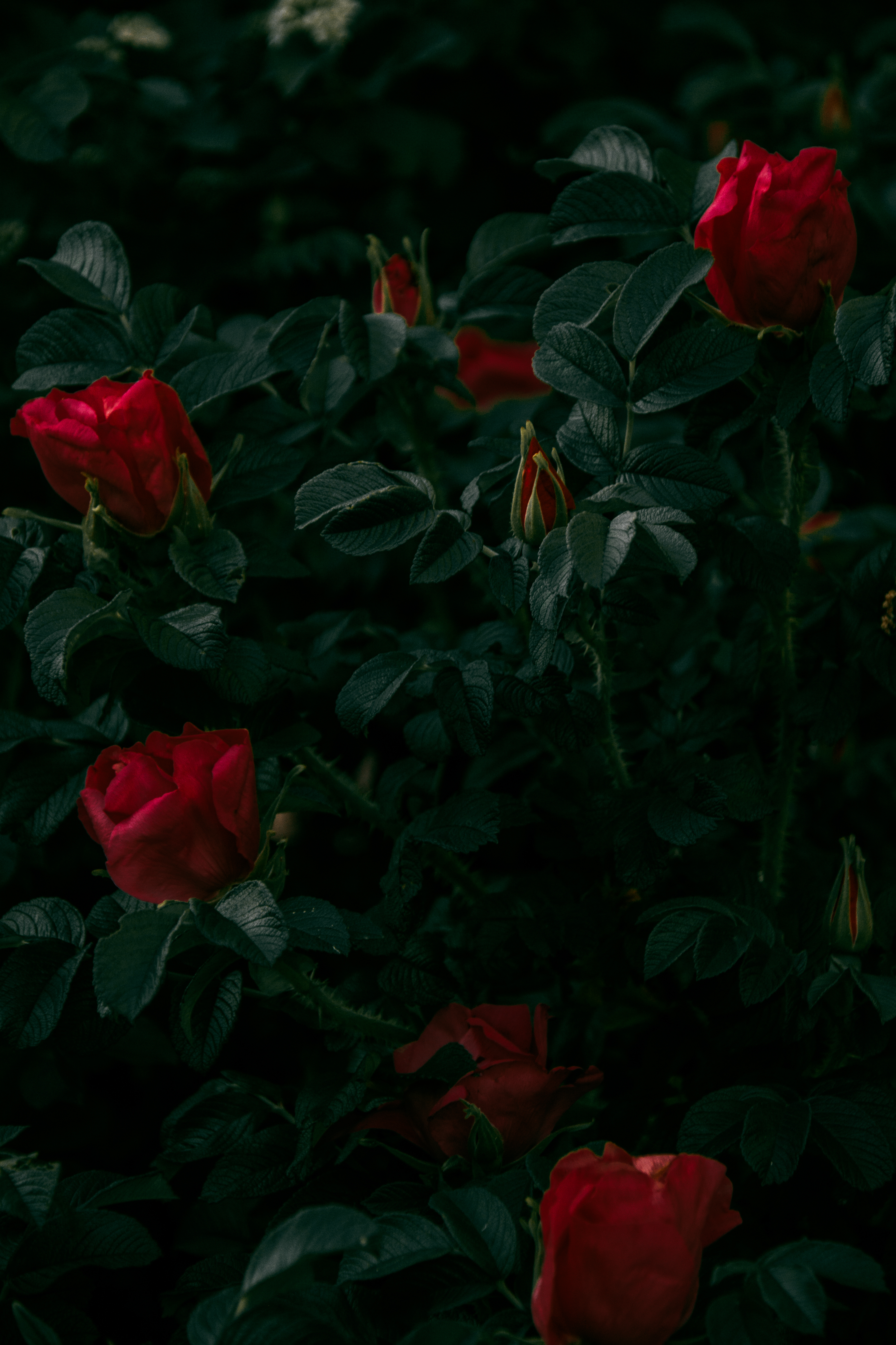 98260 descargar imagen planta, flores, roses, arbusto, rojo: fondos de pantalla y protectores de pantalla gratis