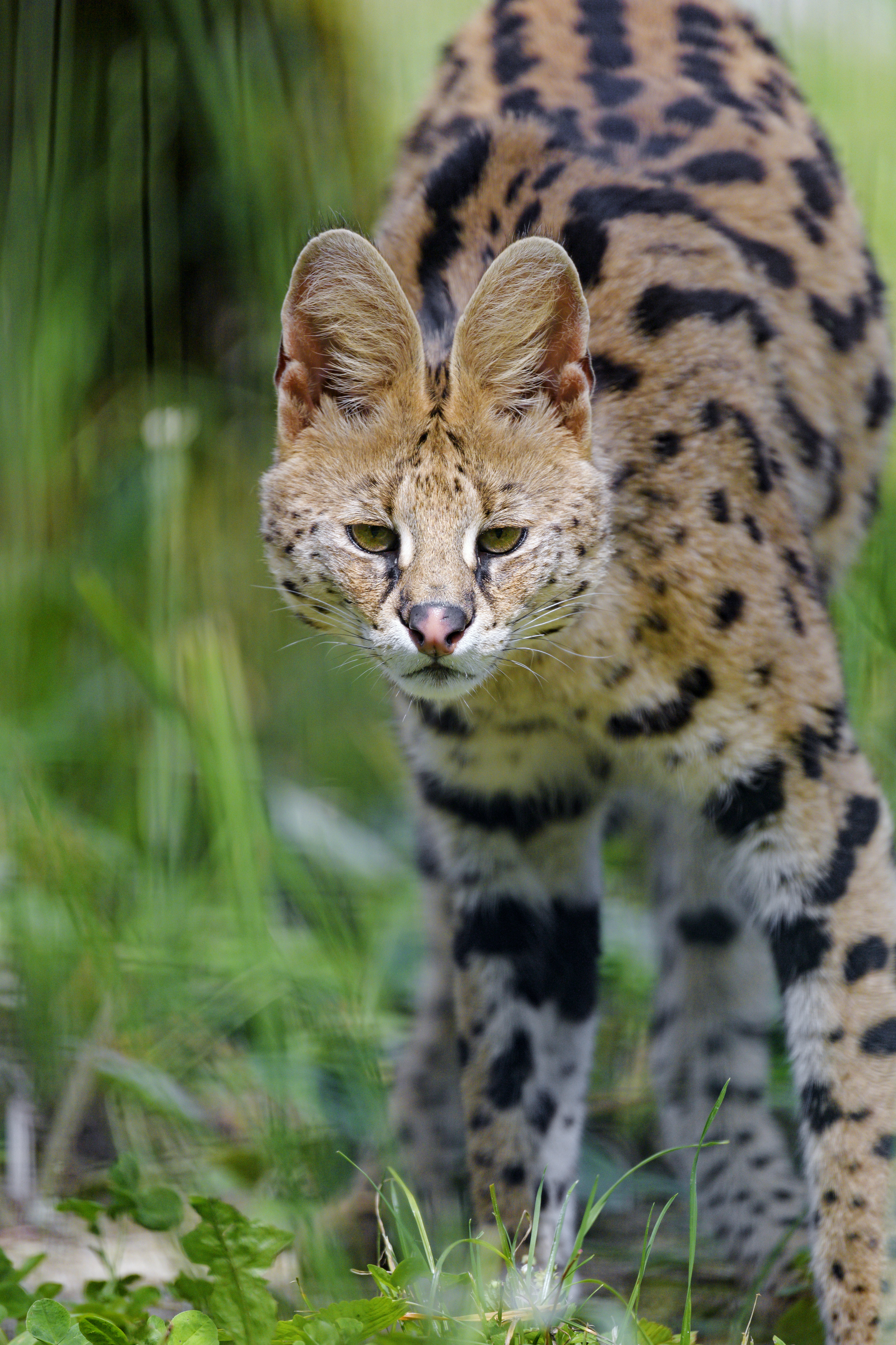 54137 Bild herunterladen tiere, katze, raubtier, predator, flecken, spots, sicht, meinung, wilde katze, wildkatze, serval - Hintergrundbilder und Bildschirmschoner kostenlos