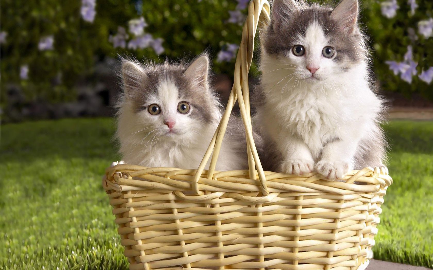 Kittens Desktop Background Image