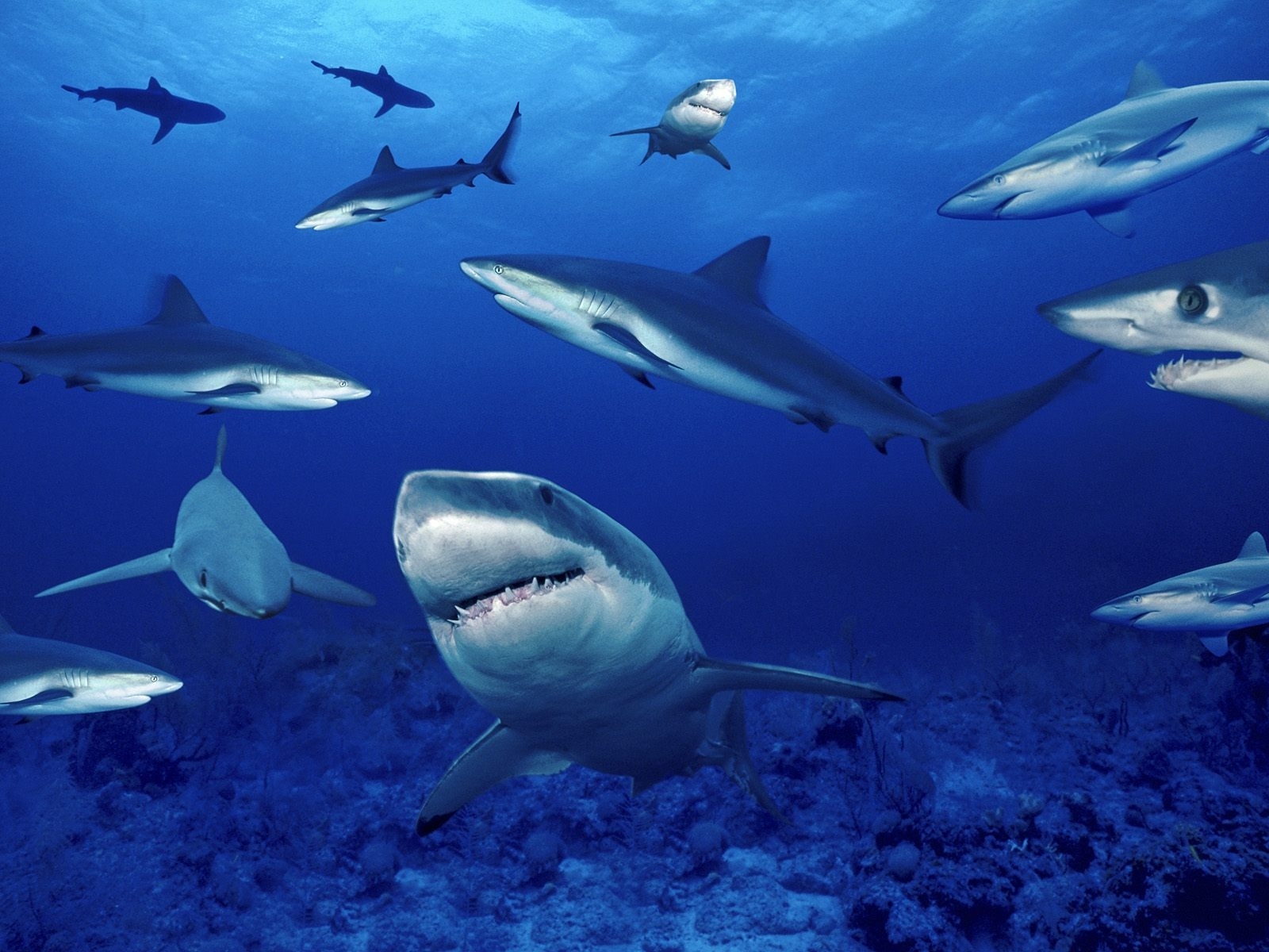 6786 télécharger le fond d'écran sharks, poissons, animaux, eau, bleu - économiseurs d'écran et images gratuitement